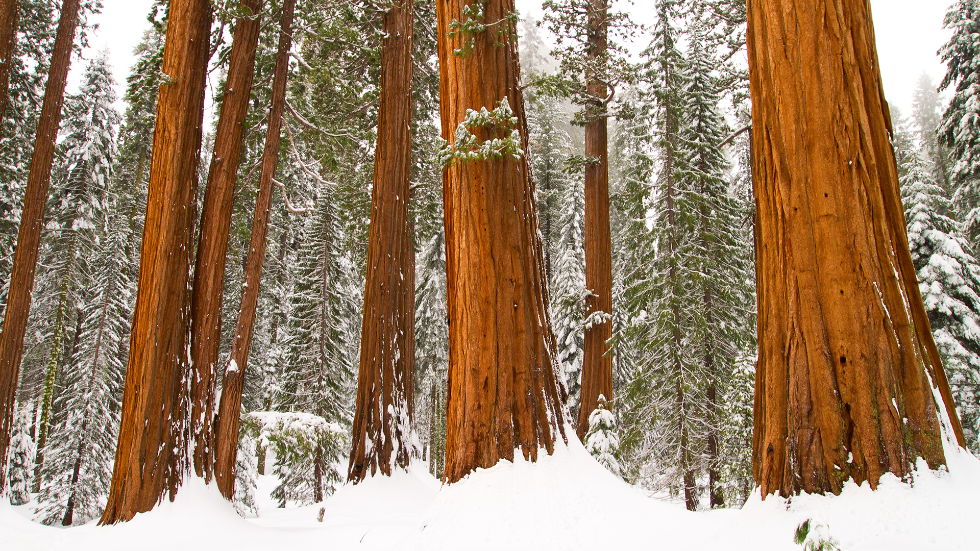 802316 baixar papel de parede terra/natureza, inverno, floresta, redwood, neve, árvore - protetores de tela e imagens gratuitamente