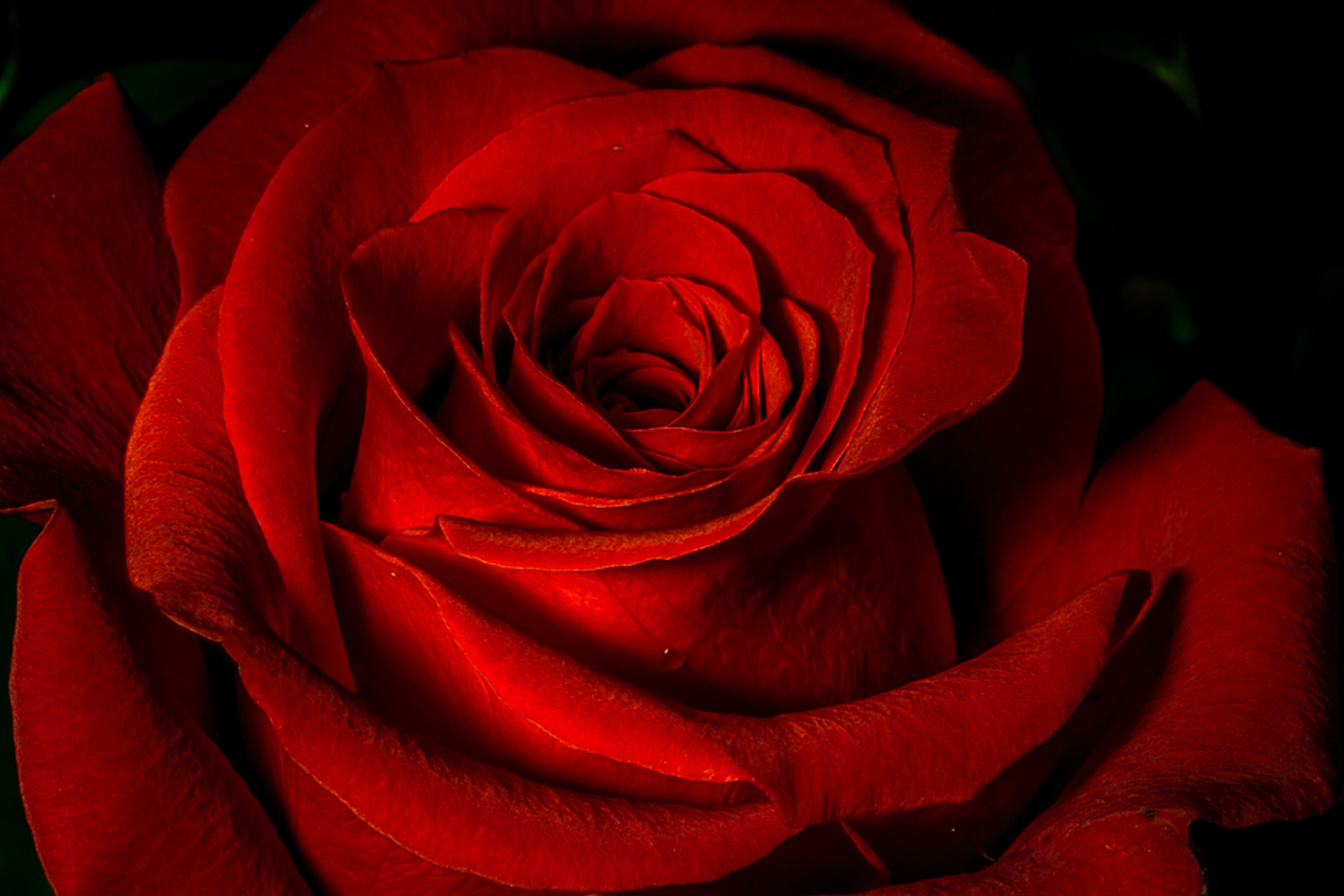 Скачать картинку Цветок, Роза, Крупный План, Красная Роза, Красный Цветок, Земля/природа, Флауэрсы в телефон бесплатно.