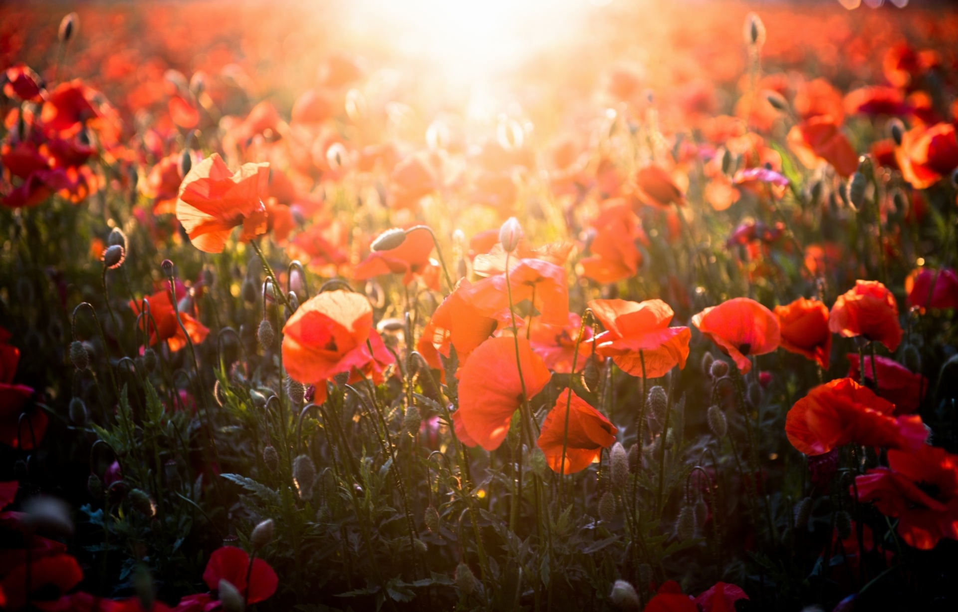 Free download wallpaper Nature, Flowers, Summer, Earth, Poppy, Red Flower on your PC desktop