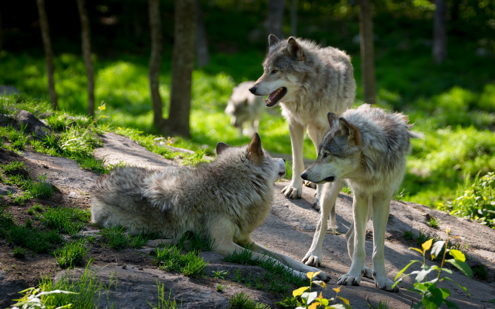 Téléchargez gratuitement l'image Animaux, Loup sur le bureau de votre PC