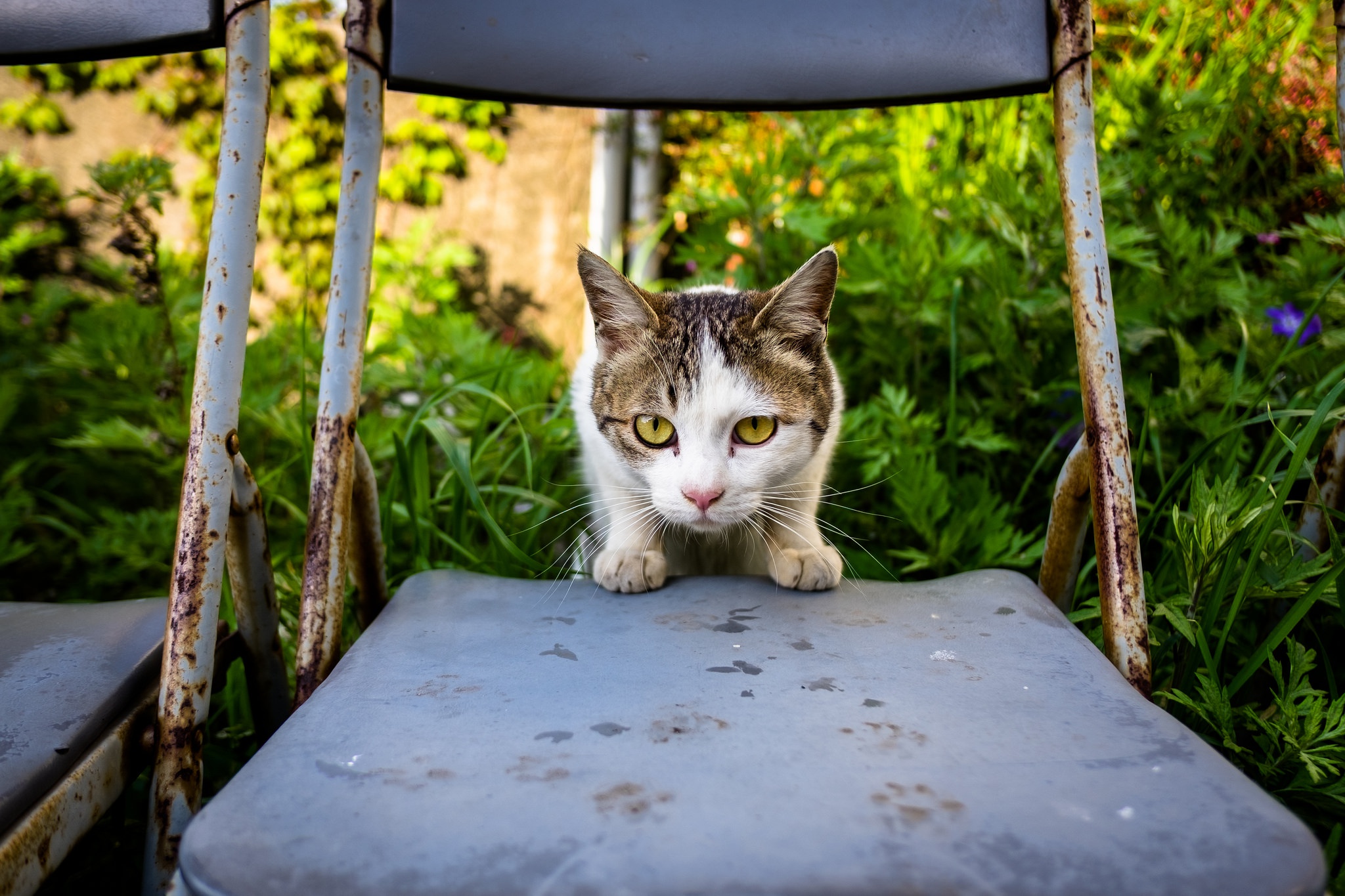 Laden Sie das Tiere, Katzen, Katze, Starren-Bild kostenlos auf Ihren PC-Desktop herunter