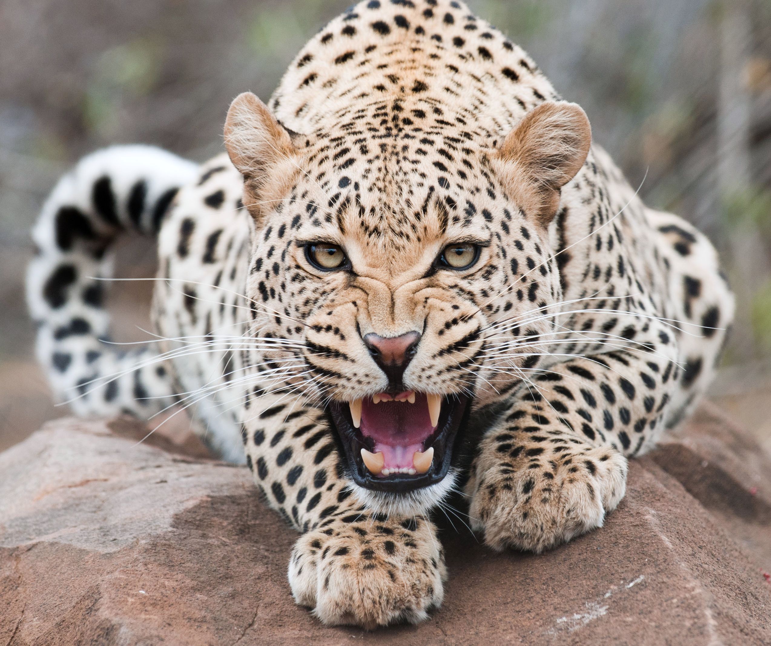 365465 télécharger l'image animaux, léopard, chats - fonds d'écran et économiseurs d'écran gratuits