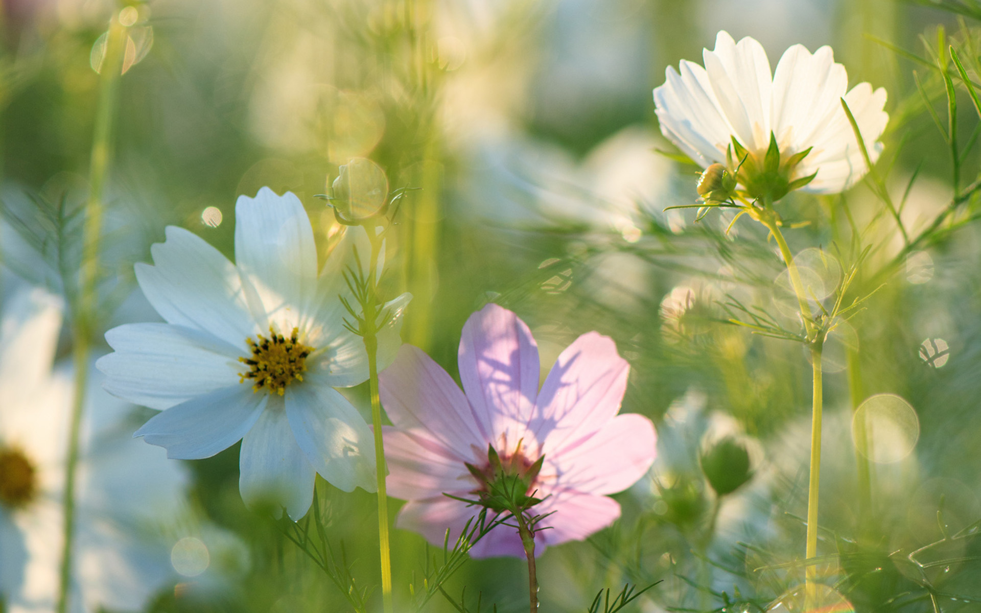 Téléchargez gratuitement l'image Fleurs, Fleur, Terre/nature sur le bureau de votre PC