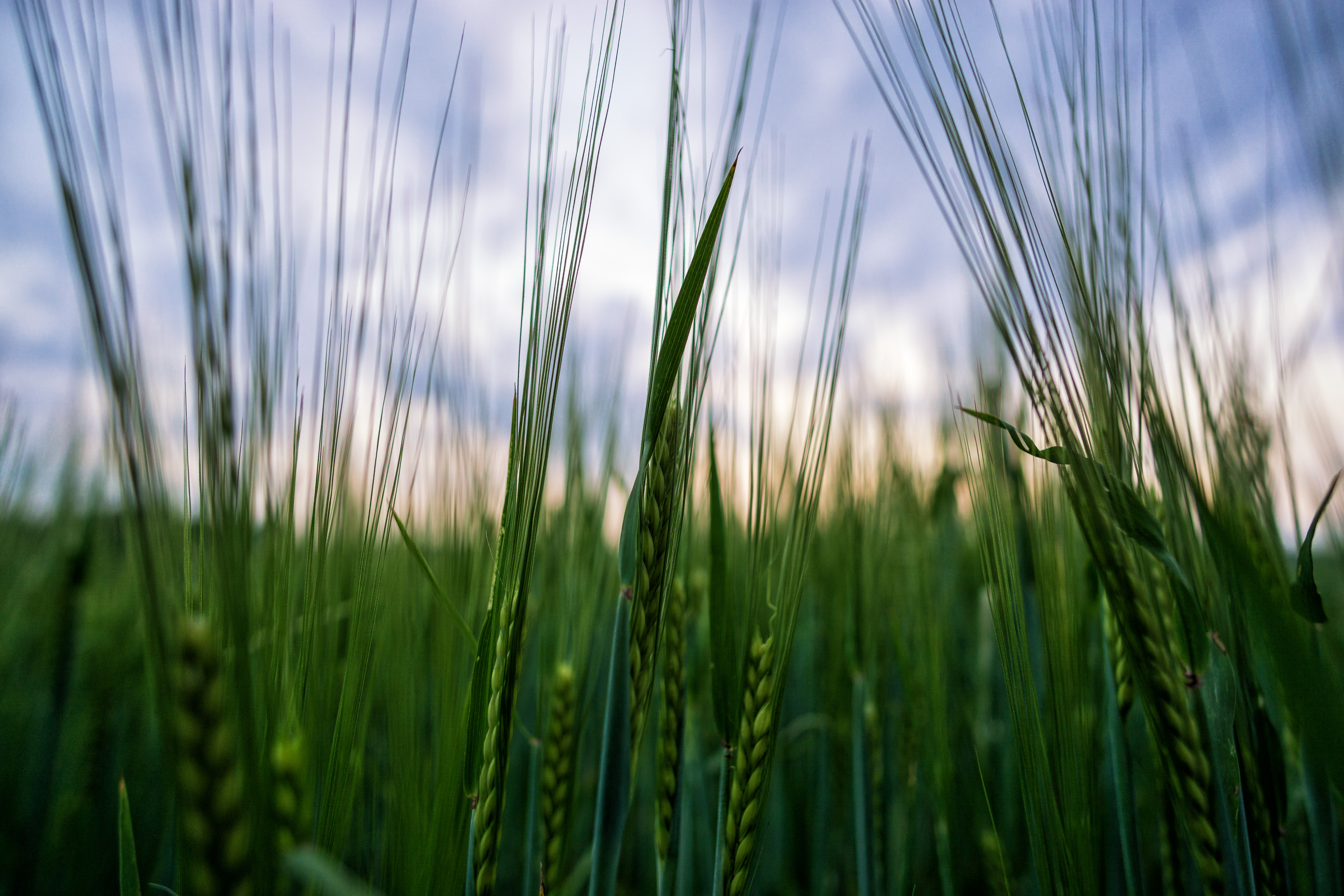 Download mobile wallpaper Landscape, Wheat, Earth for free.