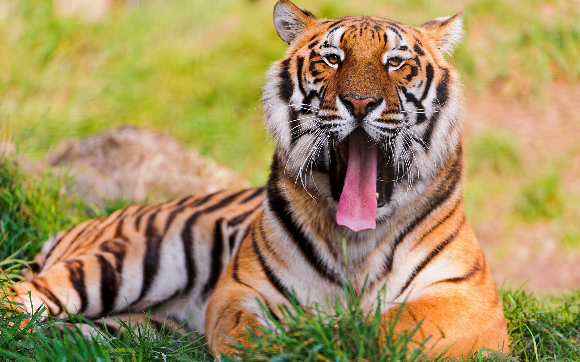 Téléchargez des papiers peints mobile Animaux, Chats, Tigre gratuitement.