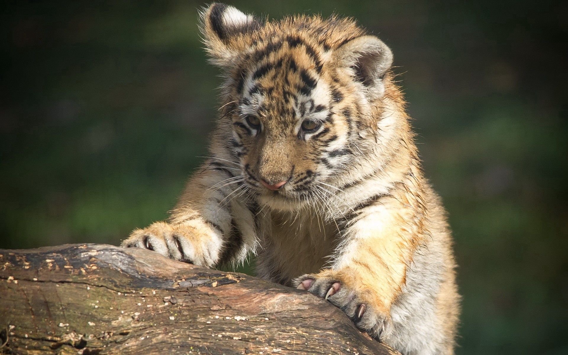 tiger cub, animals, muzzle, predator, sight, opinion, tiger, climb
