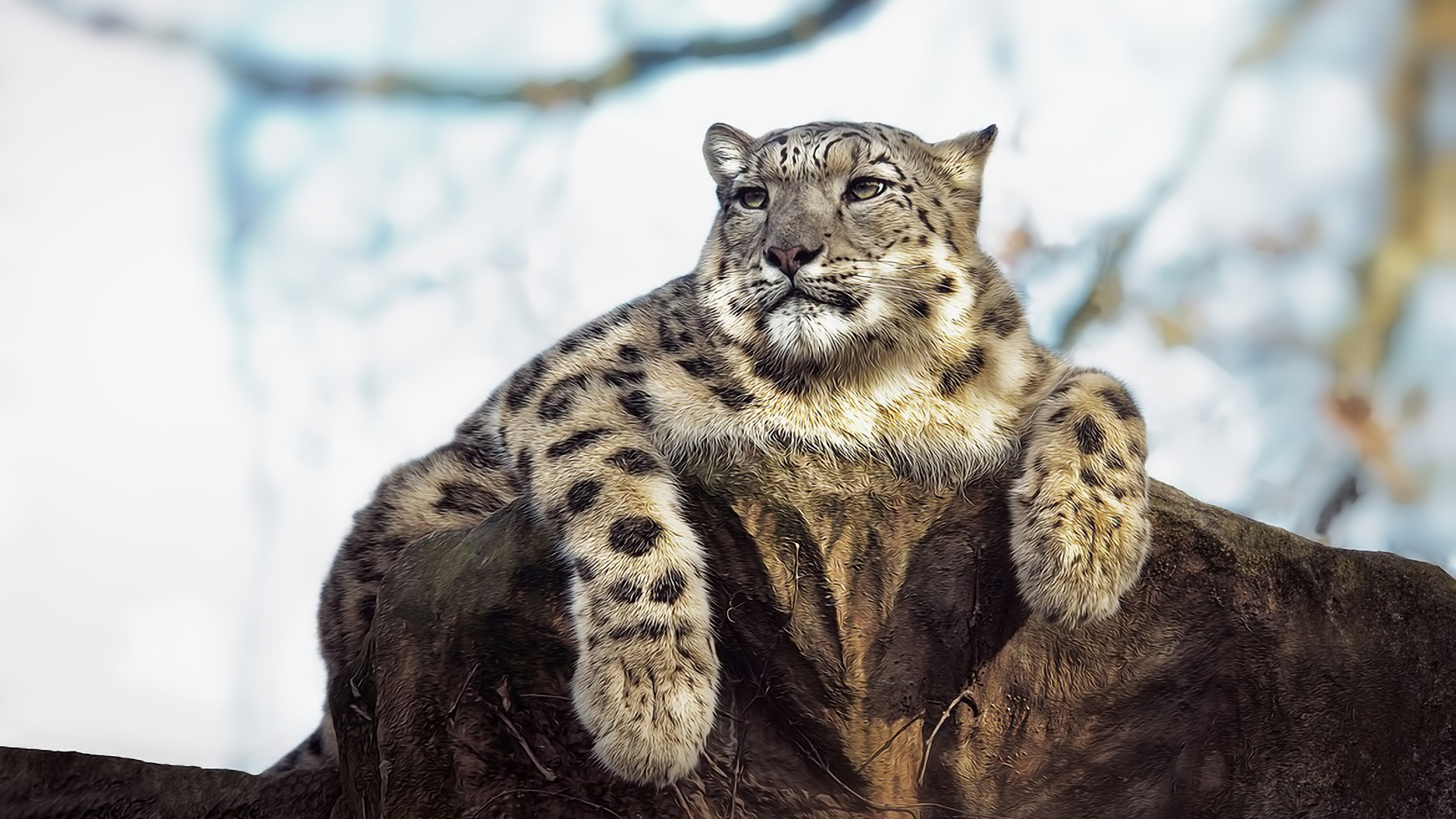 Descarga gratuita de fondo de pantalla para móvil de Leopardo De Las Nieves, Gatos, Animales.