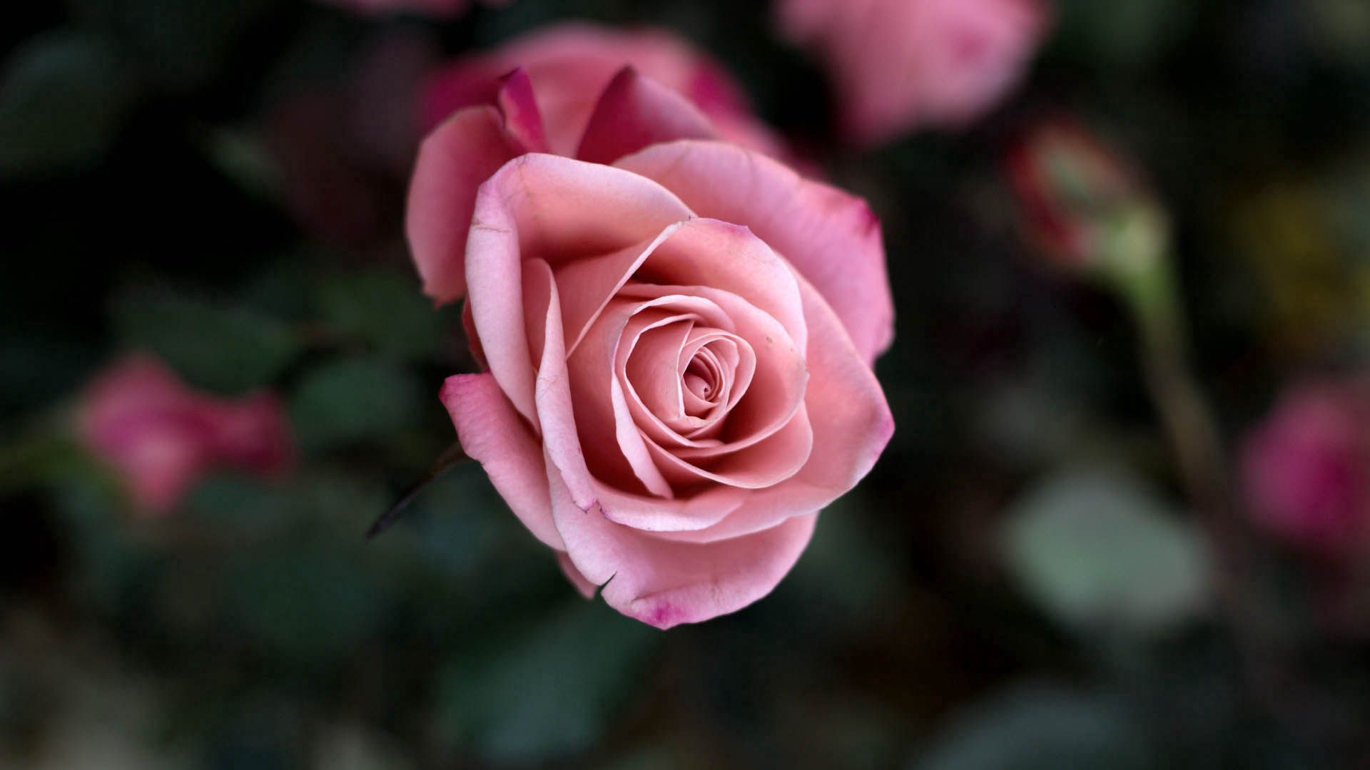 無料モバイル壁紙大きい, バラの花, つぼみ, 蕾, マクロ, 花びら, 薔薇, ピンクをダウンロードします。