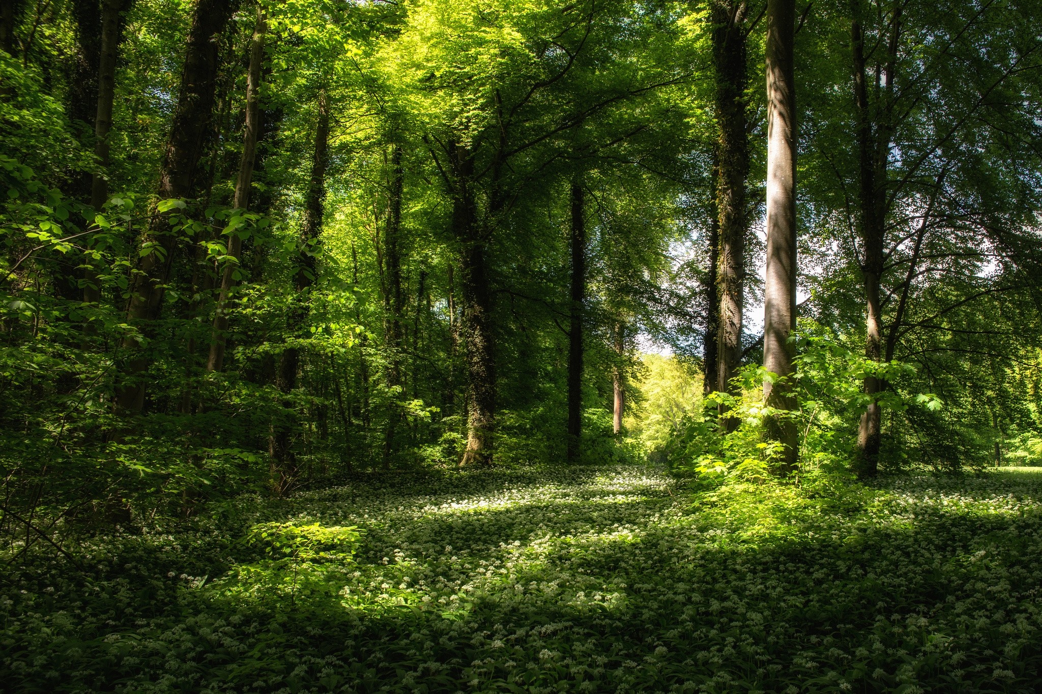 無料モバイル壁紙風景, 自然, 木, 夏, 森, 地球をダウンロードします。