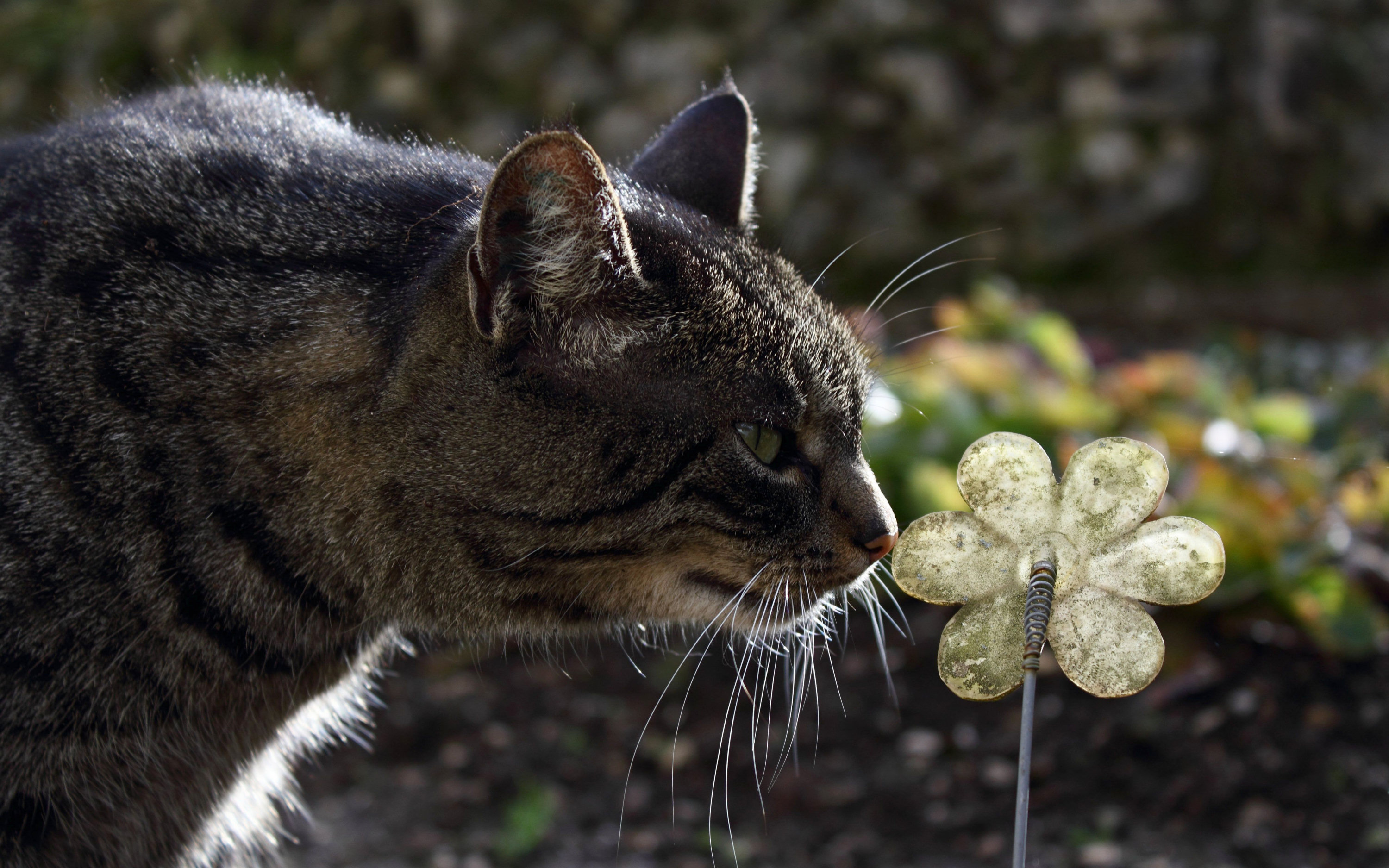 Laden Sie das Tiere, Katzen, Katze-Bild kostenlos auf Ihren PC-Desktop herunter