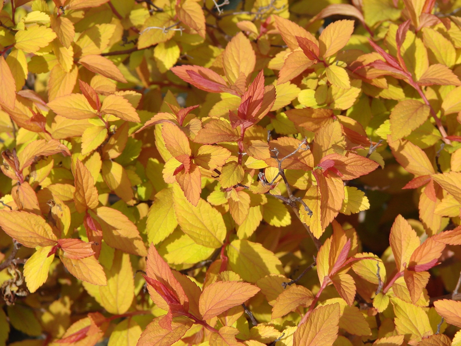 Free download wallpaper Plants, Background, Leaves on your PC desktop