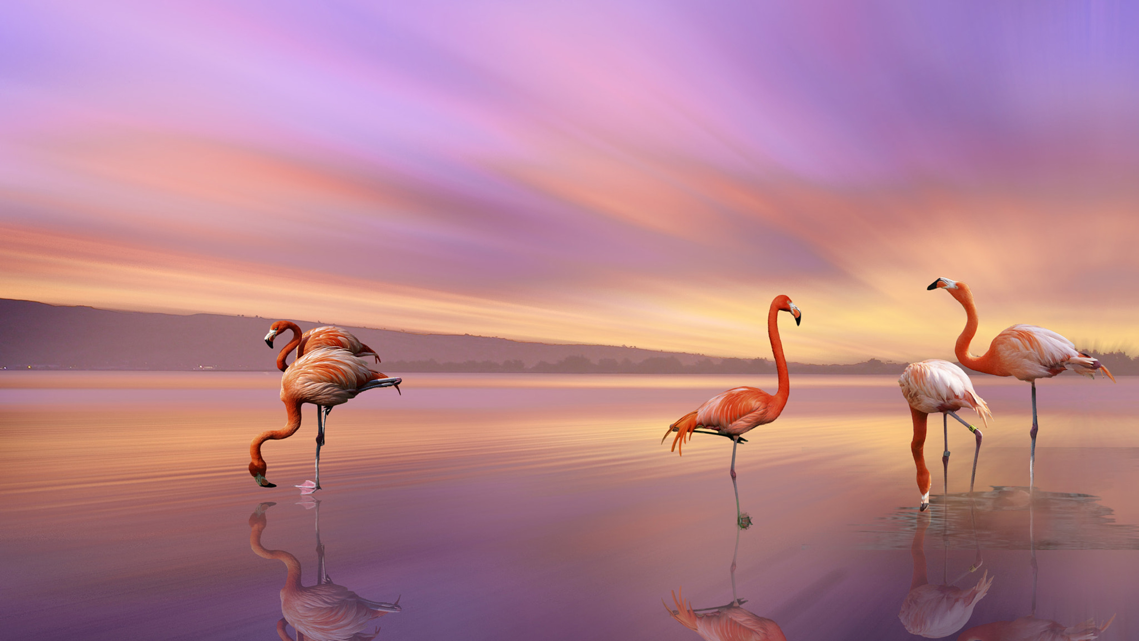 Free download wallpaper Birds, Sunset, Beach, Flamingo, Reflection, Bird, Animal on your PC desktop