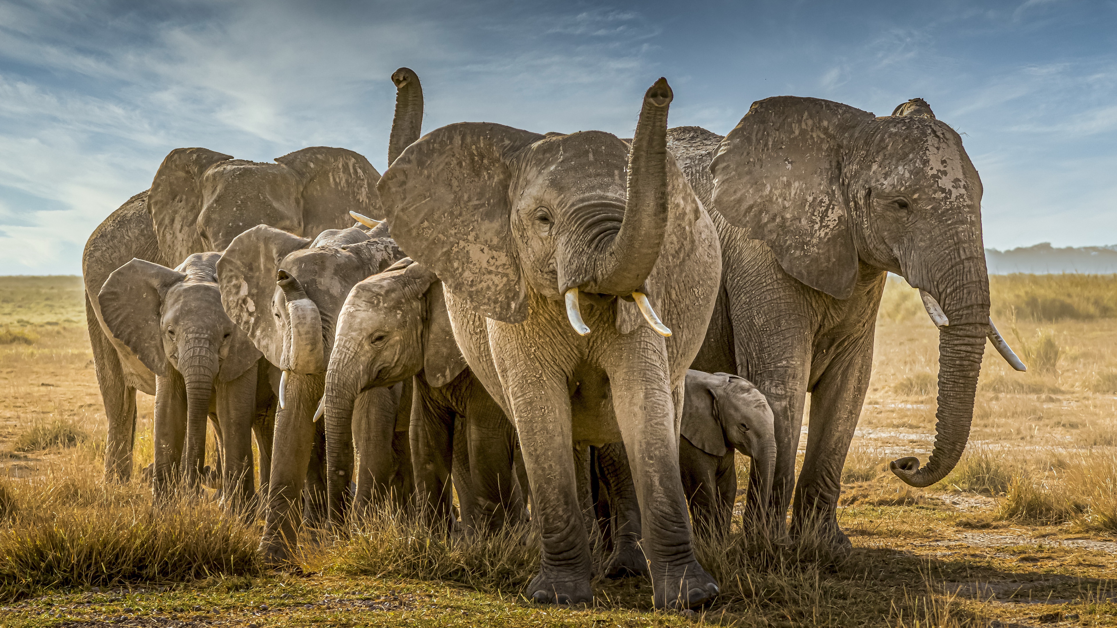 Скачати мобільні шпалери Слони, Тварина, Дитинча Тварини, Африканський Чагарниковий Слон безкоштовно.