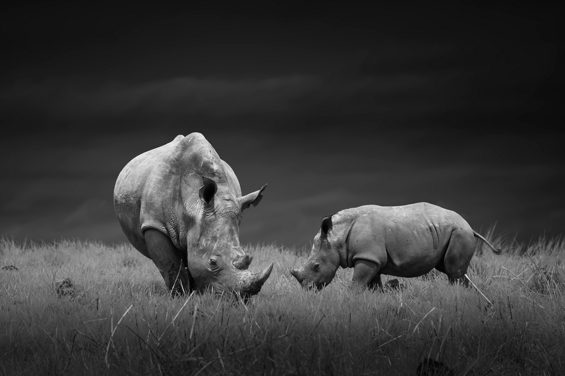 Téléchargez des papiers peints mobile Animaux, Rhinocéros, Noir & Blanc gratuitement.