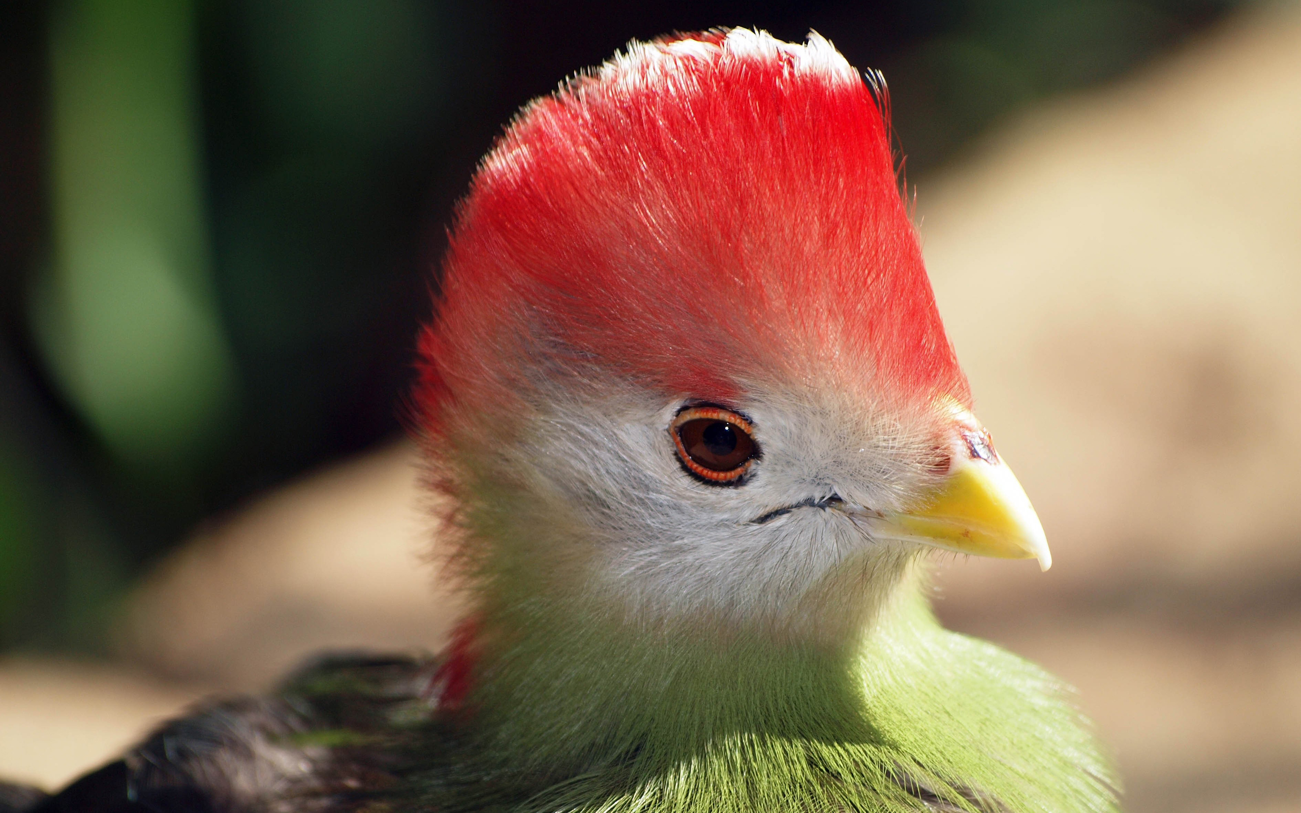 PCデスクトップに動物, 鳥画像を無料でダウンロード