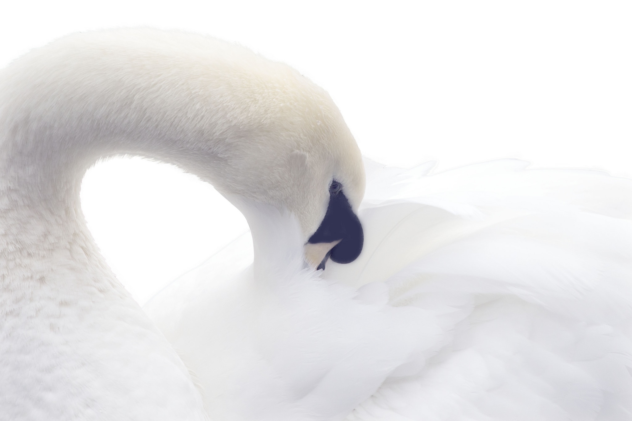 Free download wallpaper Birds, Bird, Close Up, Animal, Swan, Mute Swan on your PC desktop