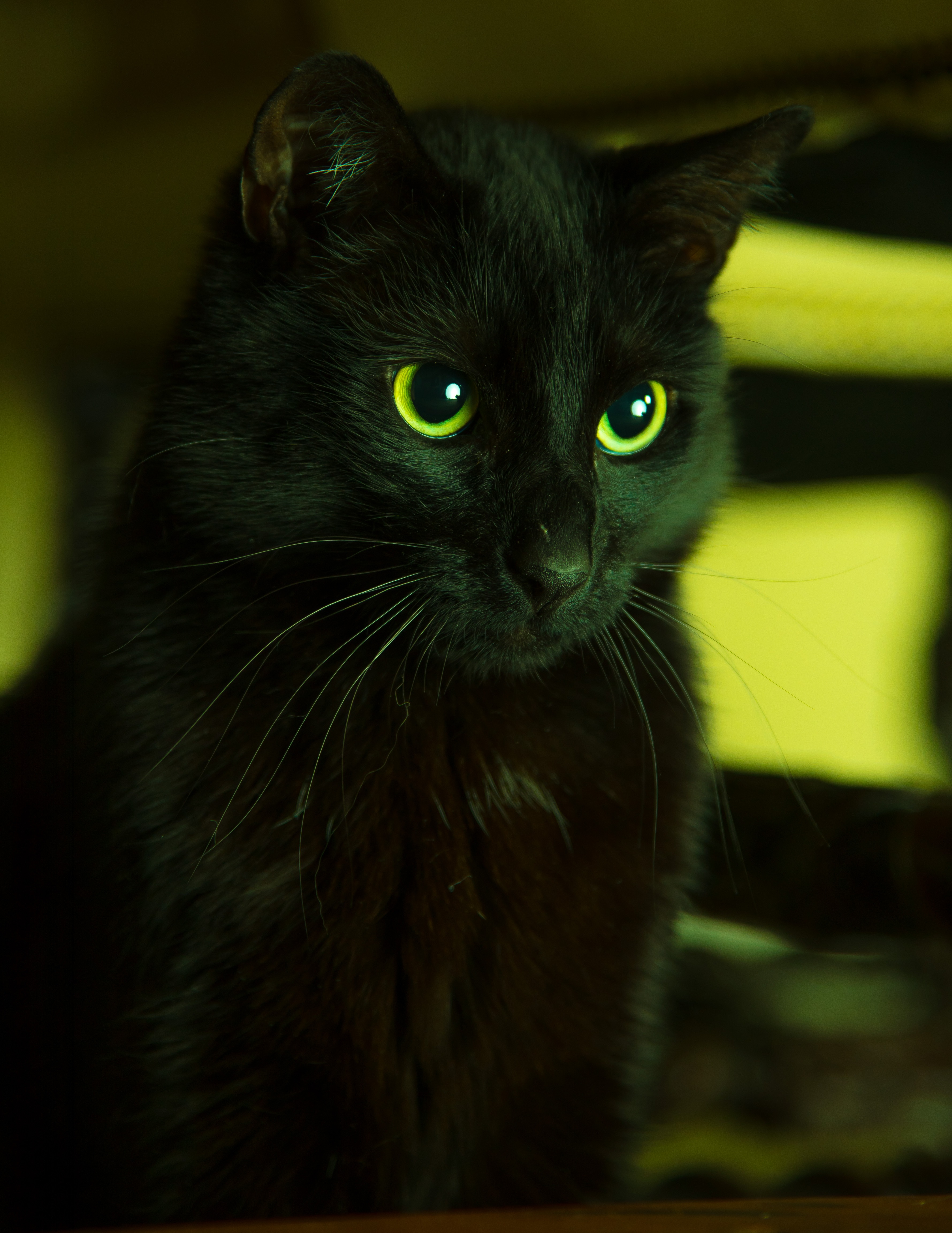 89184 скачать картинку зеленый, глаза, кот, животные, черный, смотрит - обои и заставки бесплатно