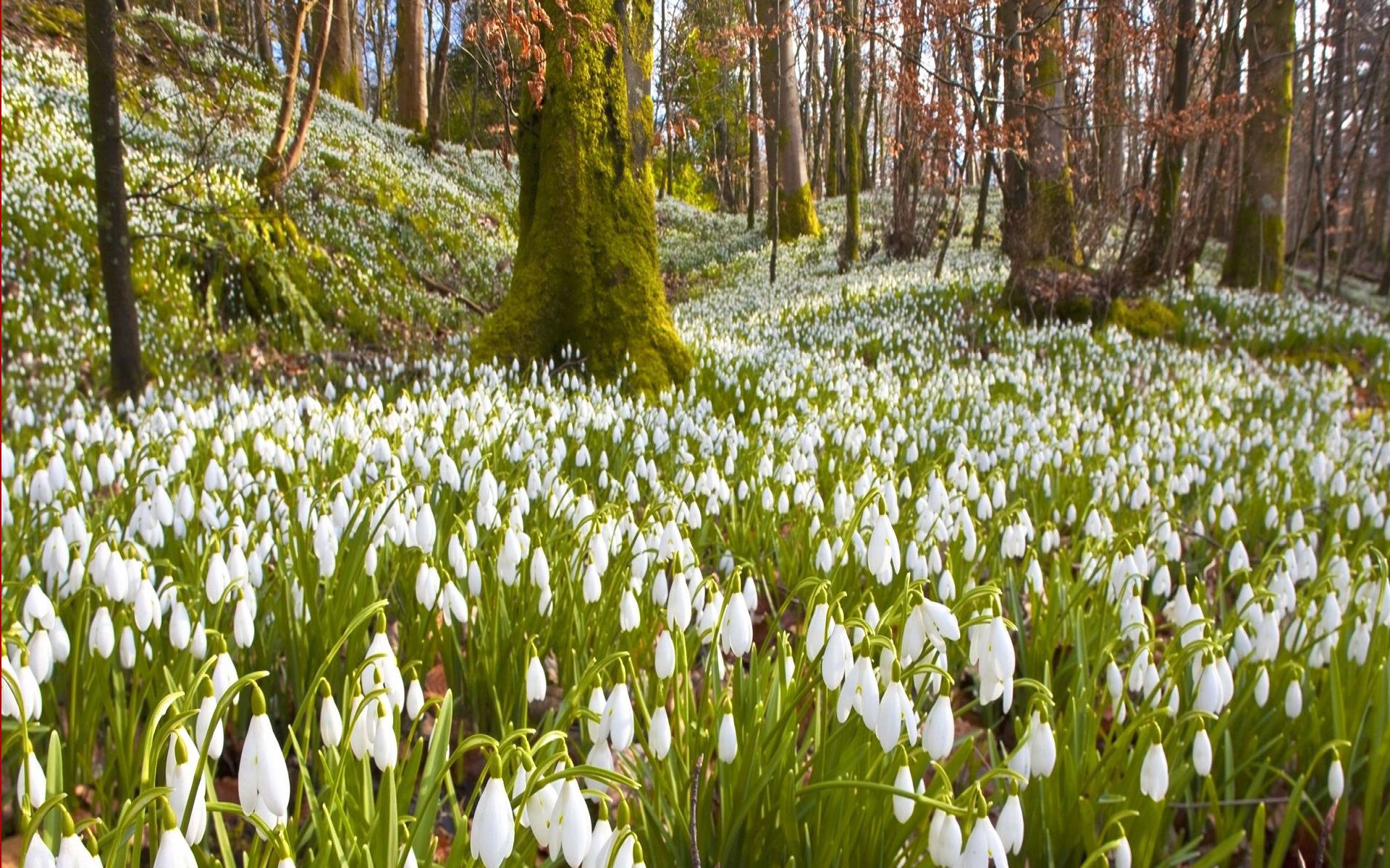 117092 télécharger l'image printemps, perce neige, nature, fleurs, arbres, herbe, source - fonds d'écran et économiseurs d'écran gratuits