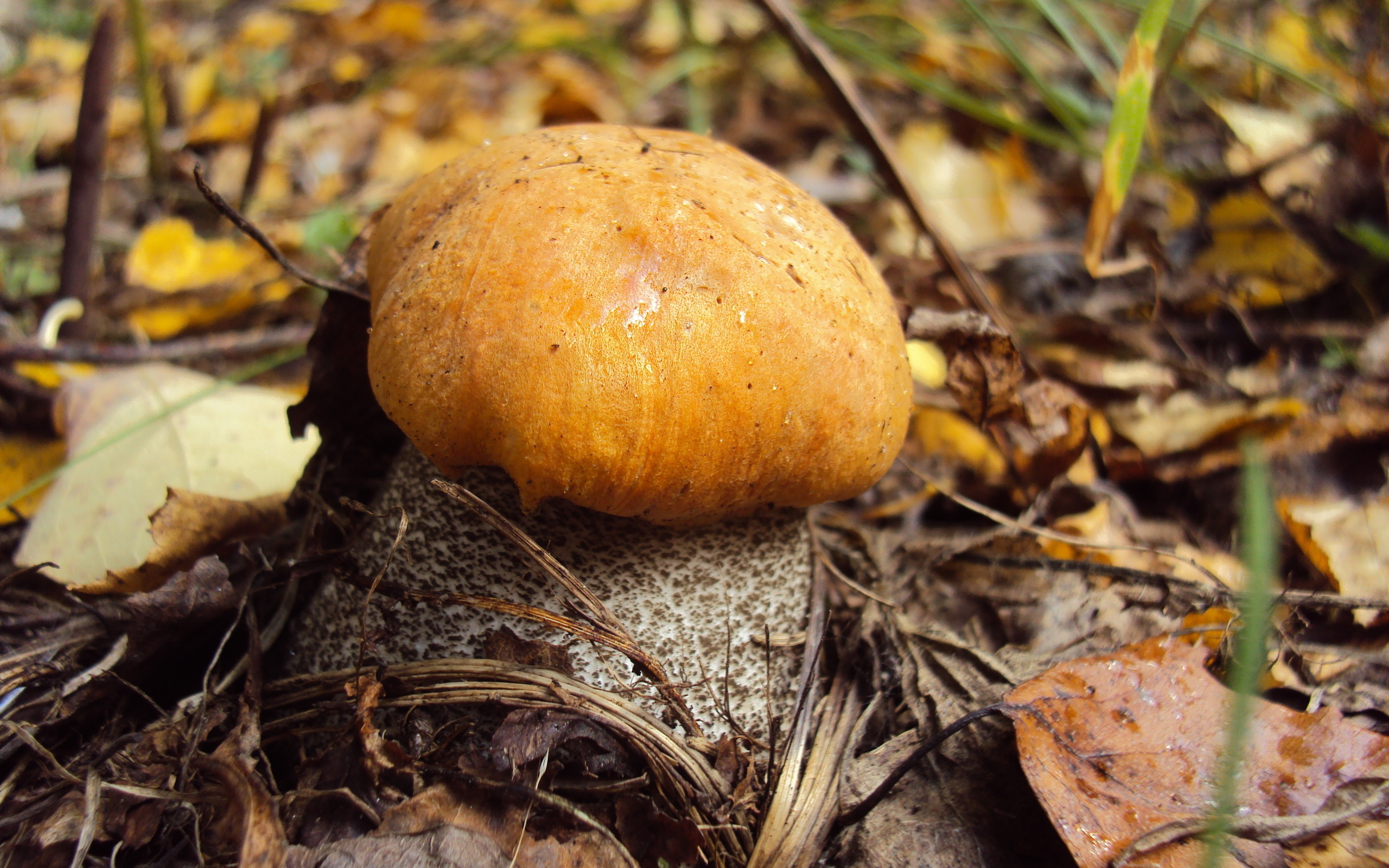 Free download wallpaper Earth, Mushroom on your PC desktop