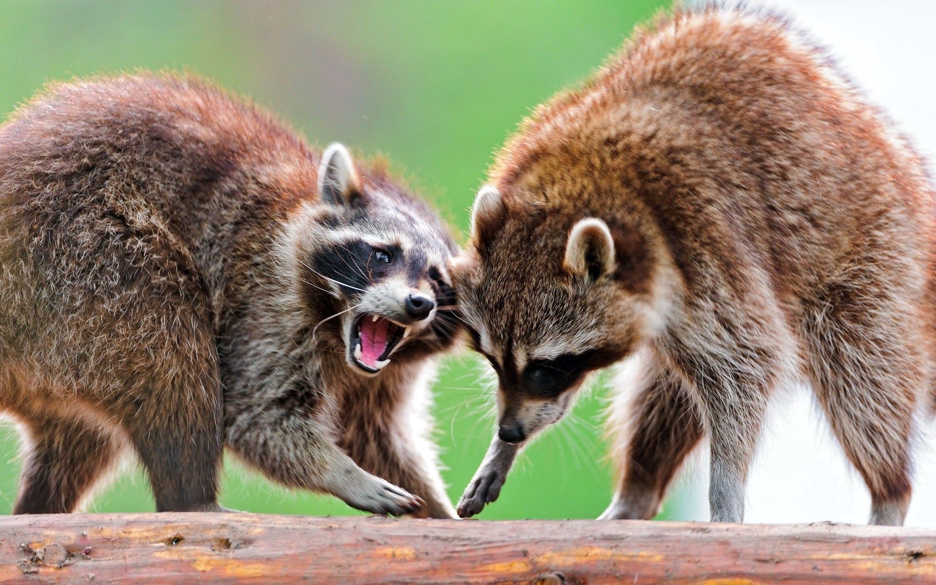 Free download wallpaper Animals, Pair, Animal, Stand, To Stand, Raccoon, Couple on your PC desktop