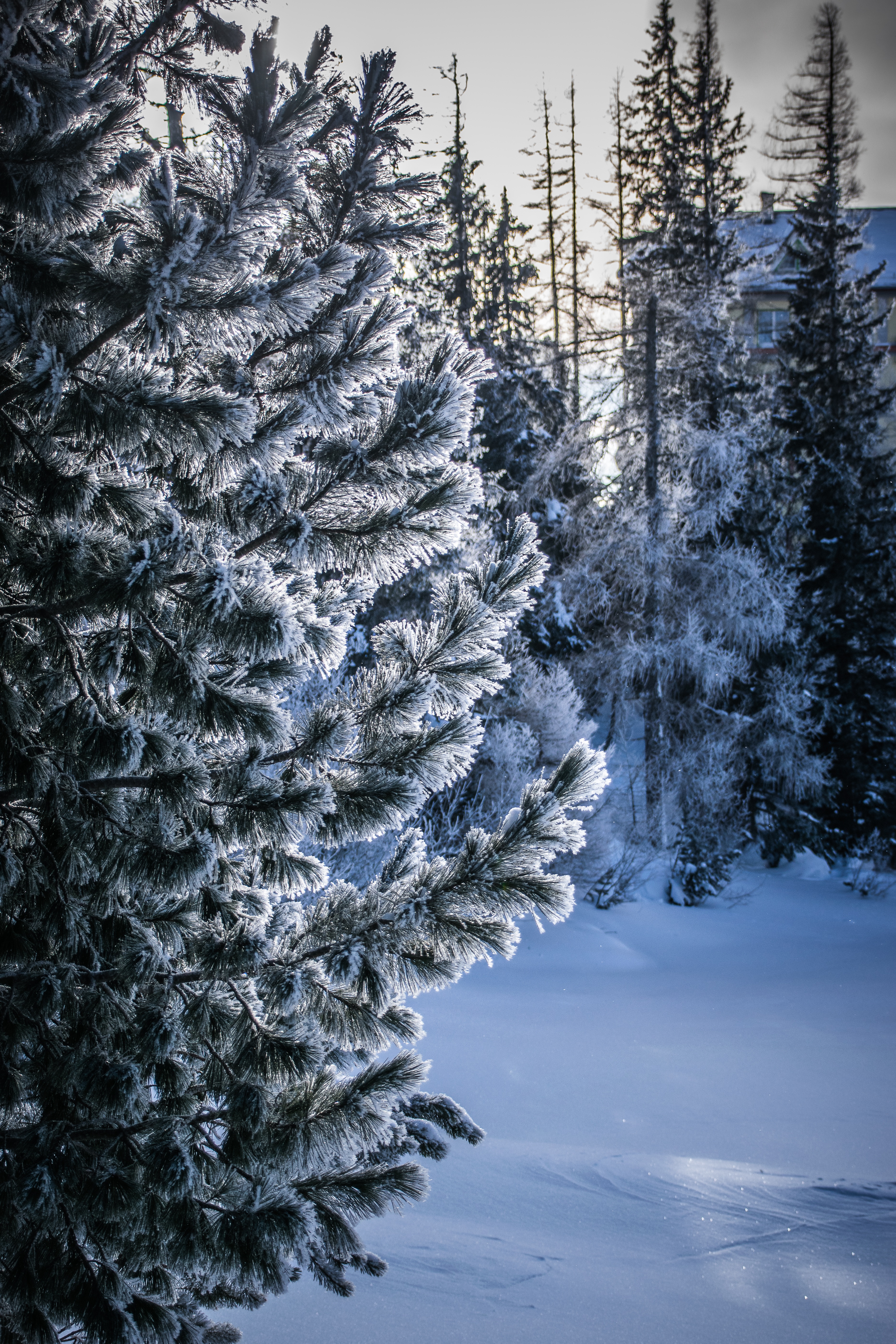 winter, nature, snow, wood, tree, frost, hoarfrost, snow covered, snowbound