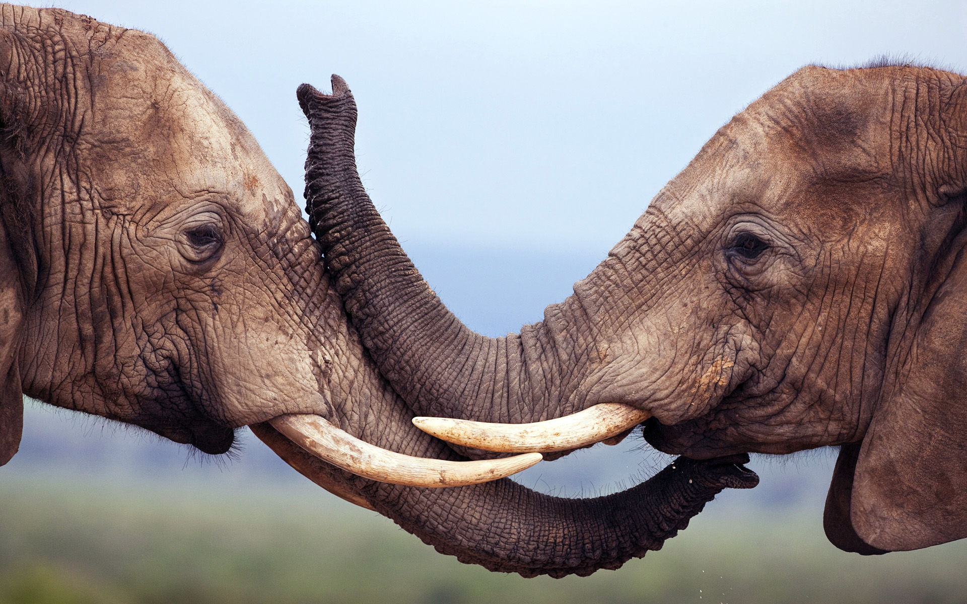 285839 baixar imagens animais, elefante da savana, presa, elefantes - papéis de parede e protetores de tela gratuitamente