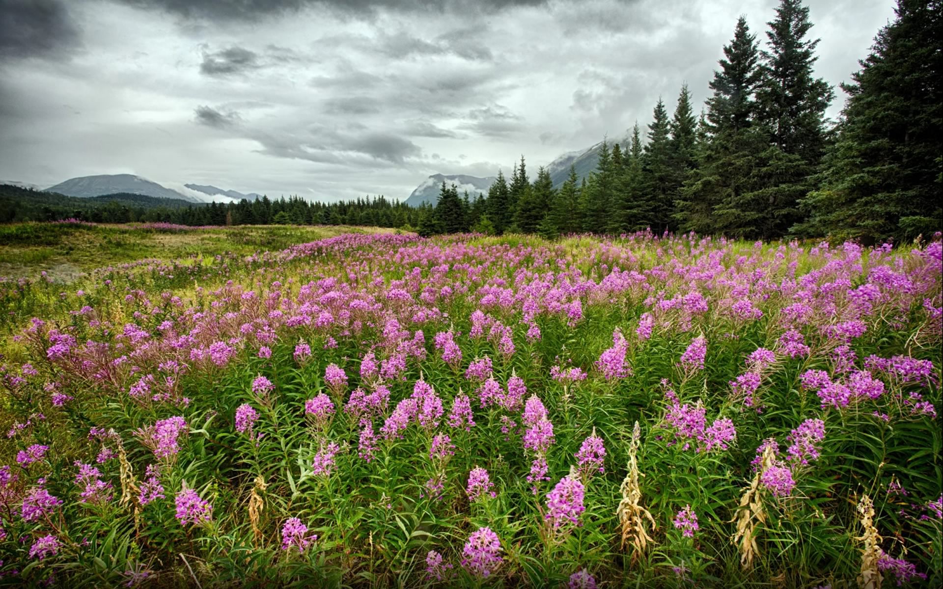 Free download wallpaper Flowers, Flower, Earth, Alaska, Fireweed on your PC desktop
