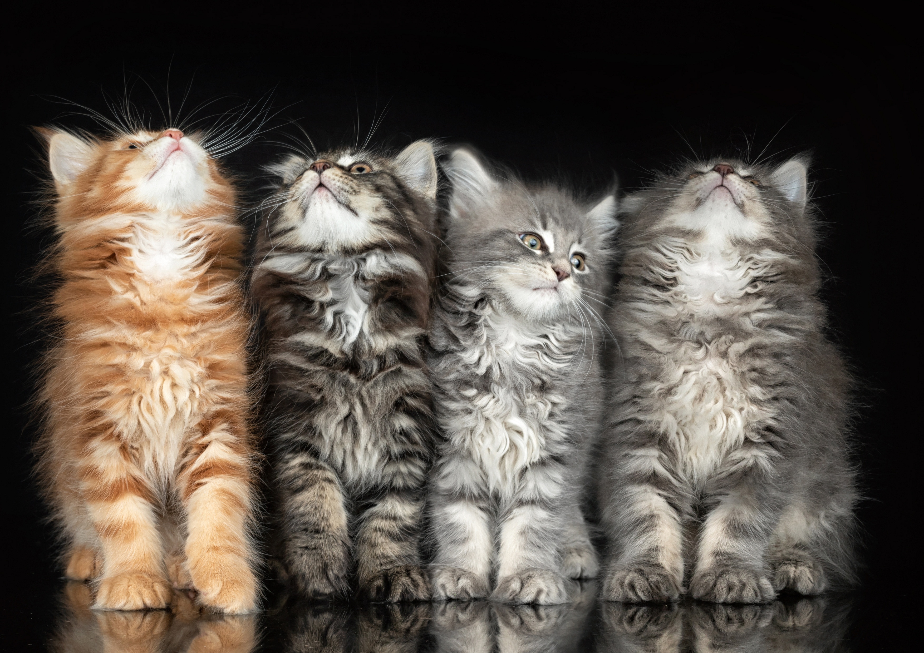 Free download wallpaper Cats, Cat, Animal on your PC desktop