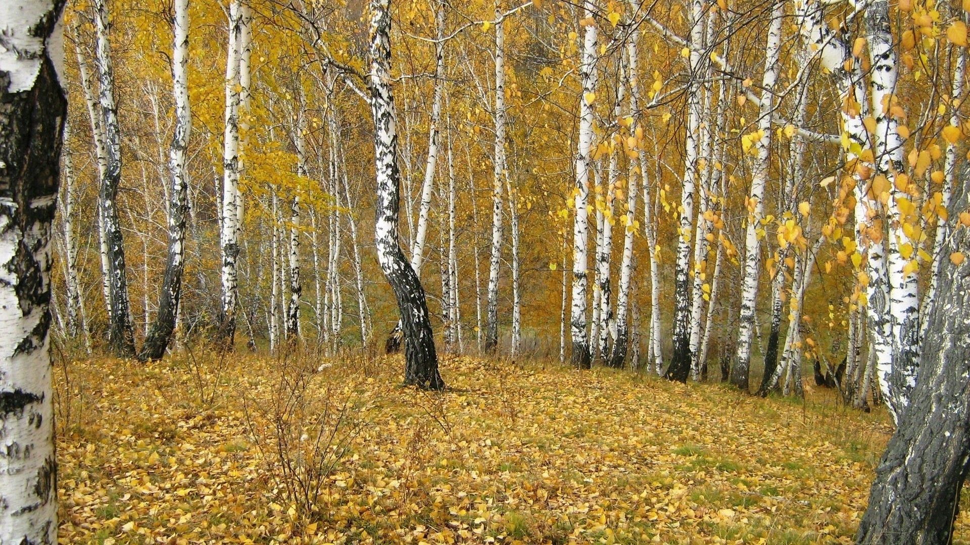 nature, autumn, gold, birches, forest, leaf fall, fall, outskirts, edge