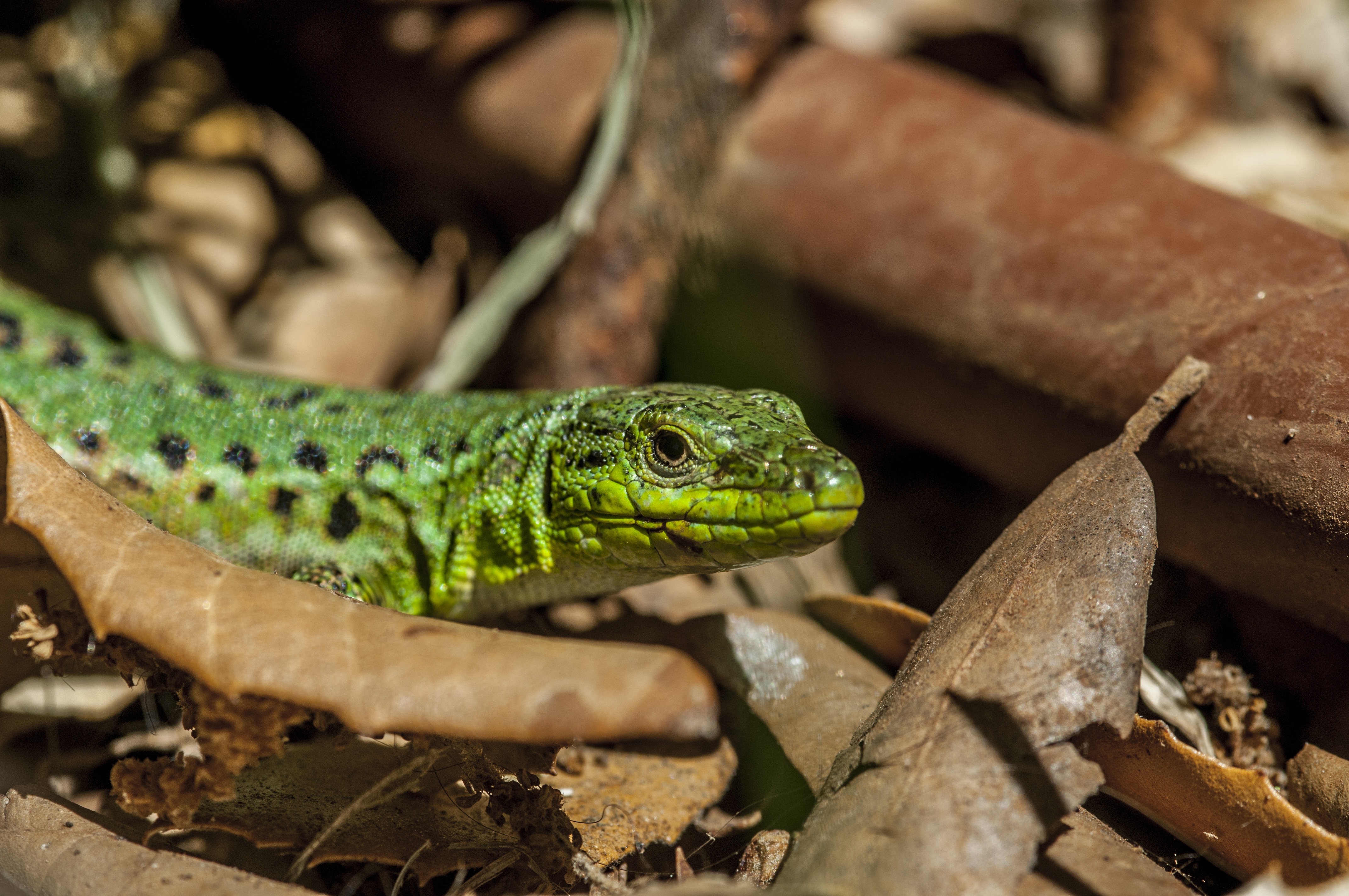 Free download wallpaper Animals, Lizard, Foliage, Reptile on your PC desktop