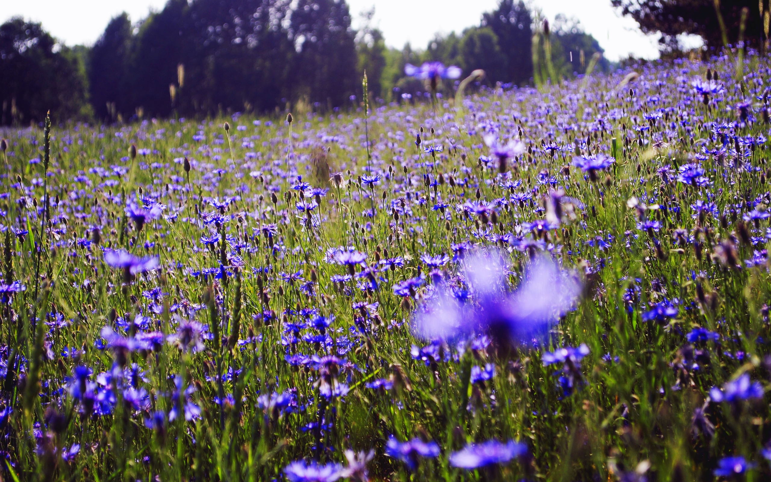 Téléchargez gratuitement l'image Fleurs, Fleur, Terre/nature sur le bureau de votre PC