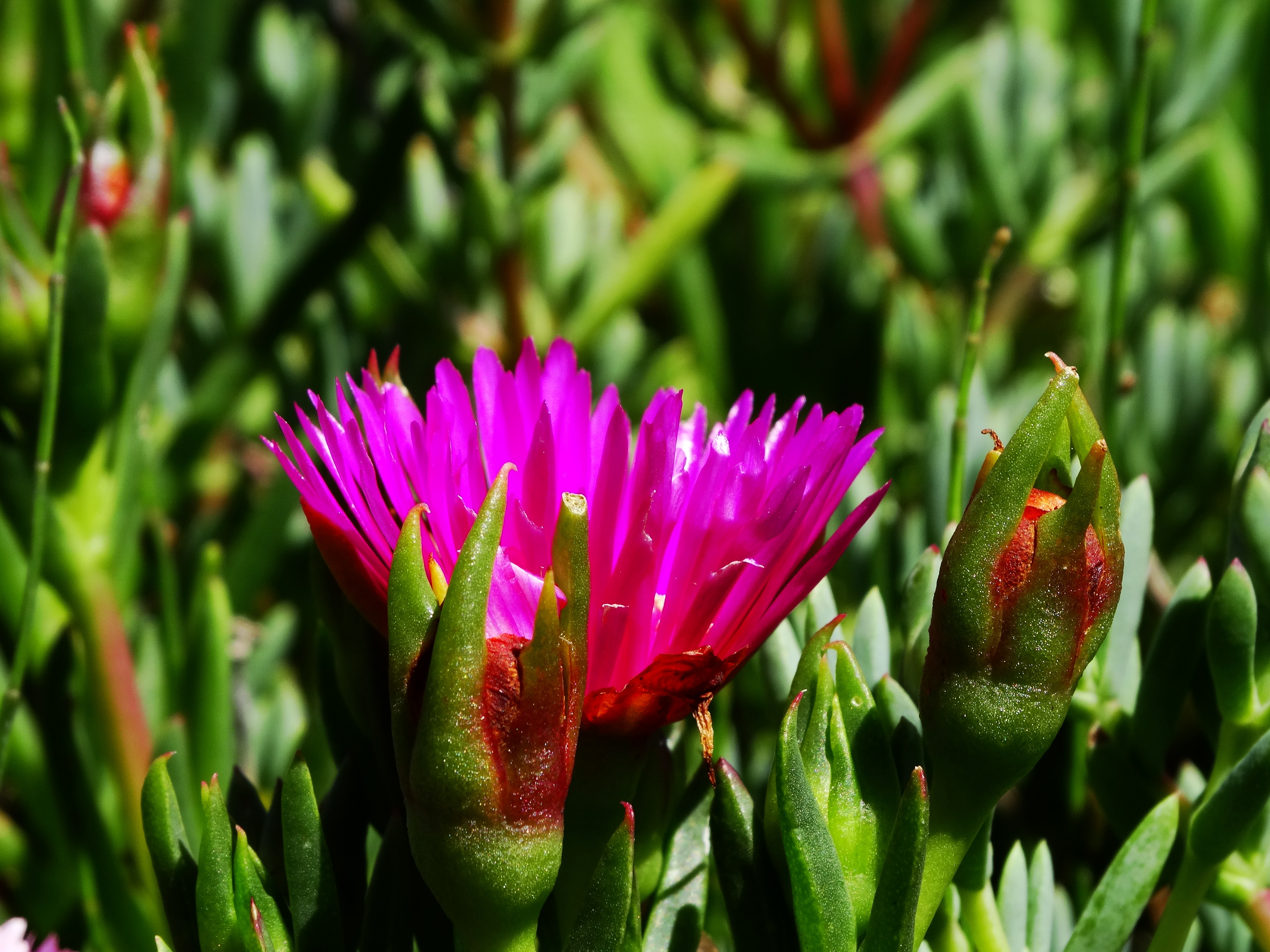 Free download wallpaper Grass, Flower, Macro, Plant on your PC desktop