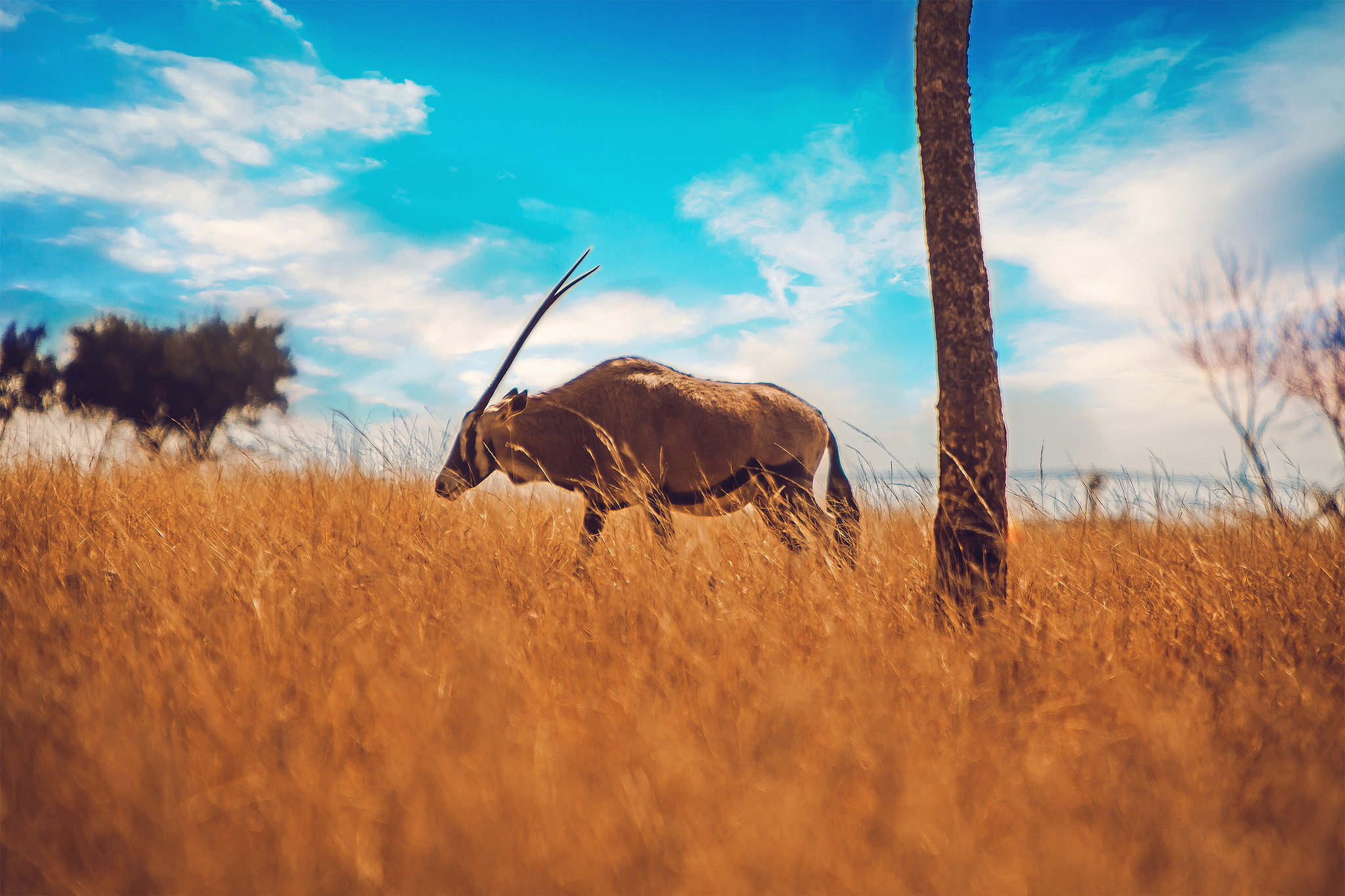 672711 Hintergrundbild herunterladen tiere, oryx - Bildschirmschoner und Bilder kostenlos