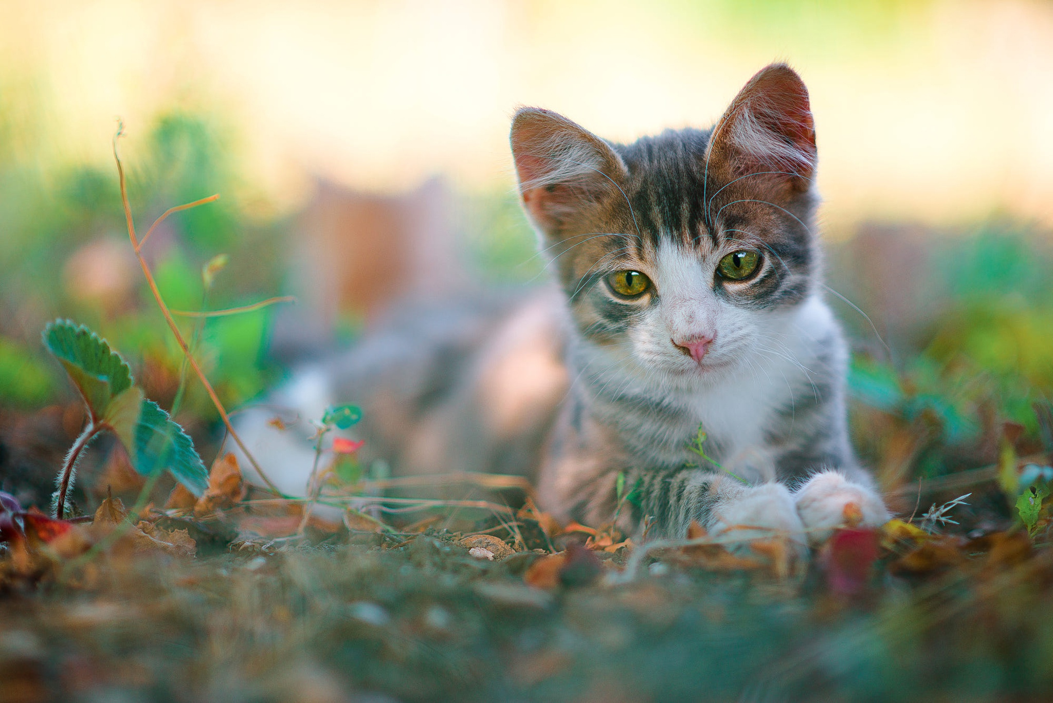 Laden Sie das Tiere, Katzen, Katze-Bild kostenlos auf Ihren PC-Desktop herunter