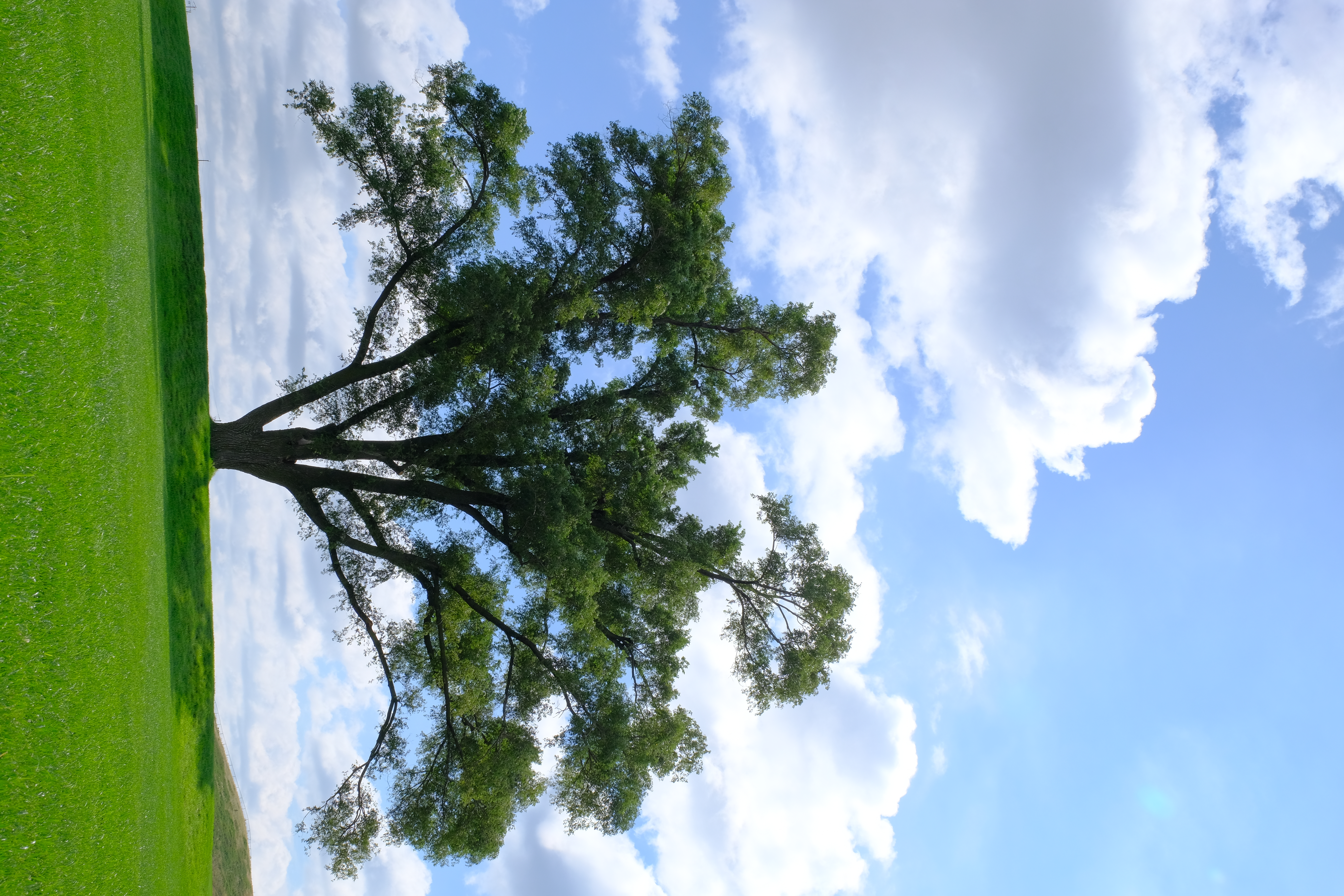 Descarga gratuita de fondo de pantalla para móvil de Hierba, Horizonte, Madera, Árbol, Sucursales, Ramas, Naturaleza.