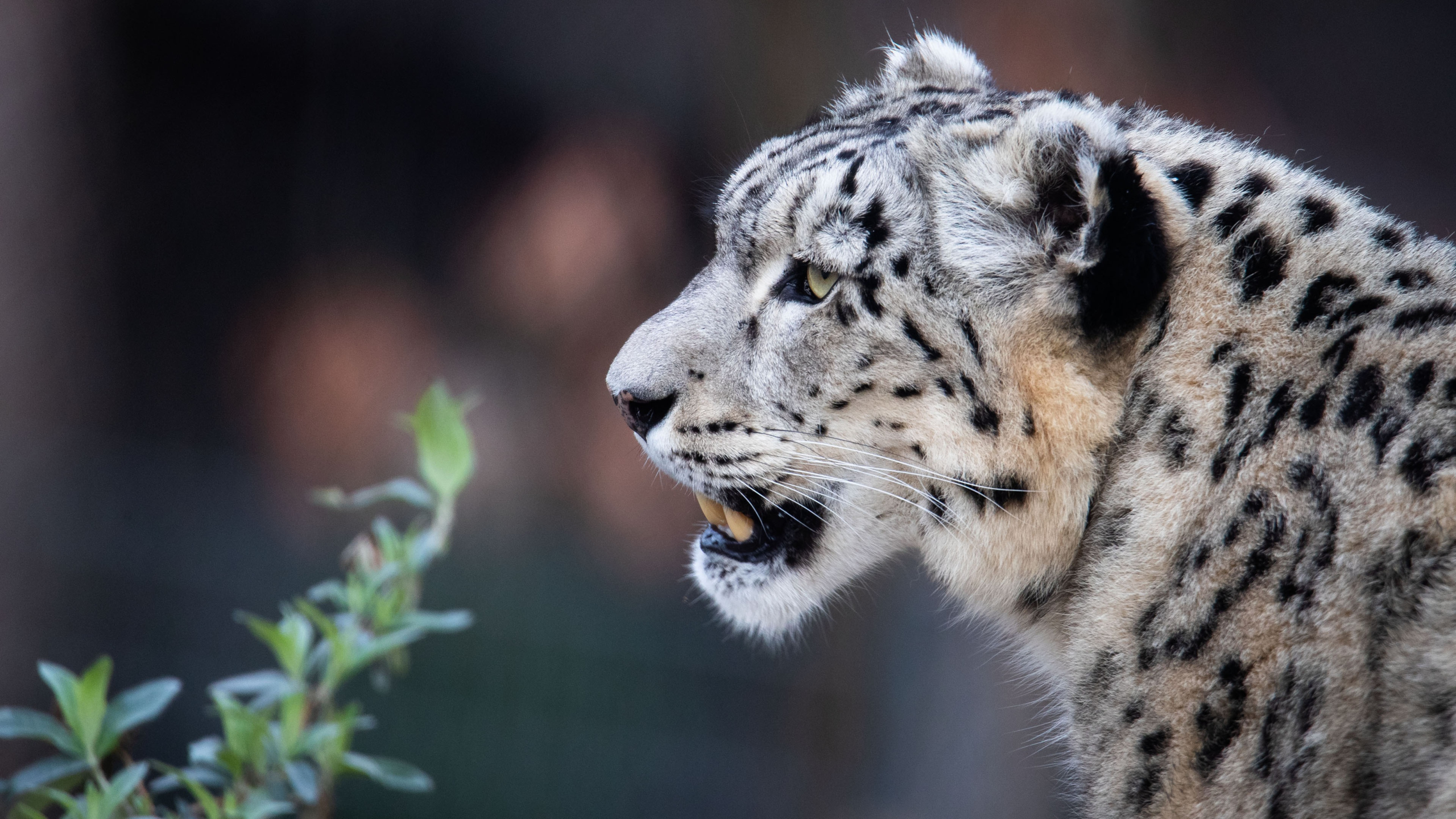 Free download wallpaper Cats, Snow Leopard, Animal on your PC desktop