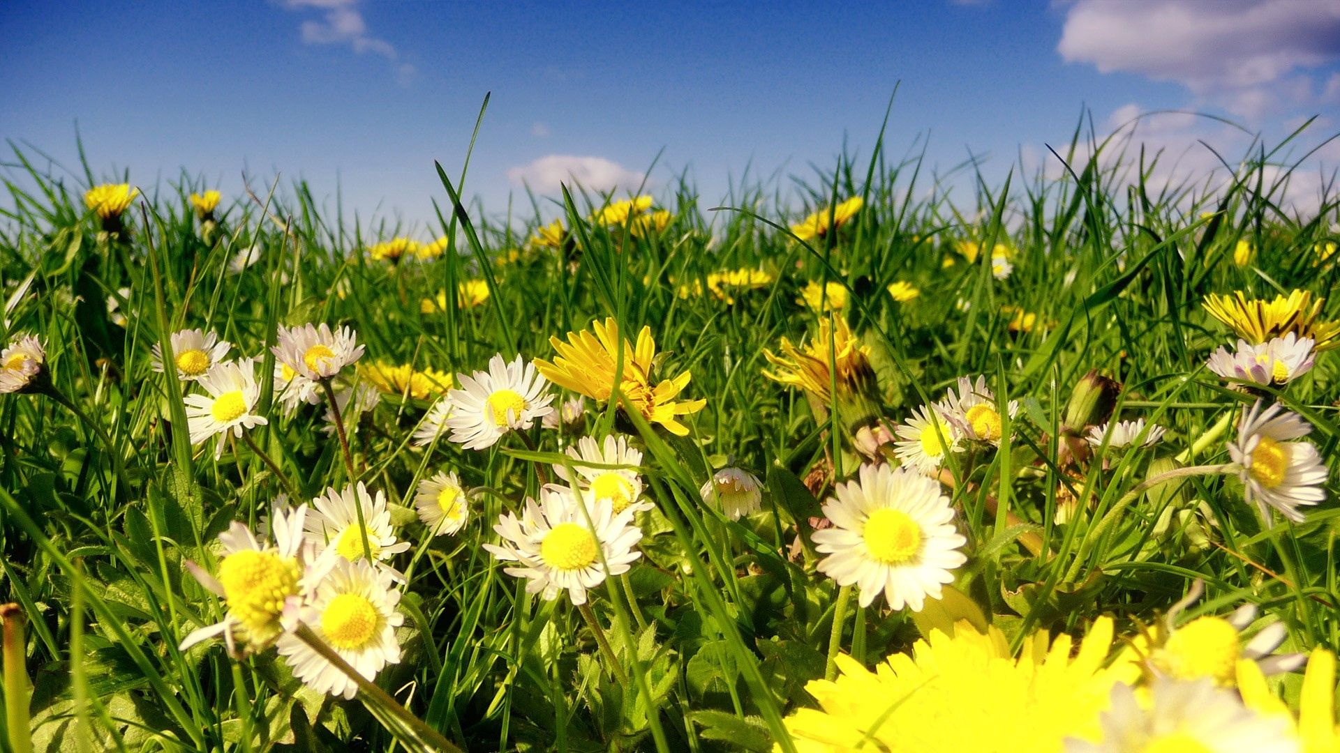 Download mobile wallpaper Clouds, Sky, Polyana, Glade, Sunny, Camomile, Greens, Flowers for free.