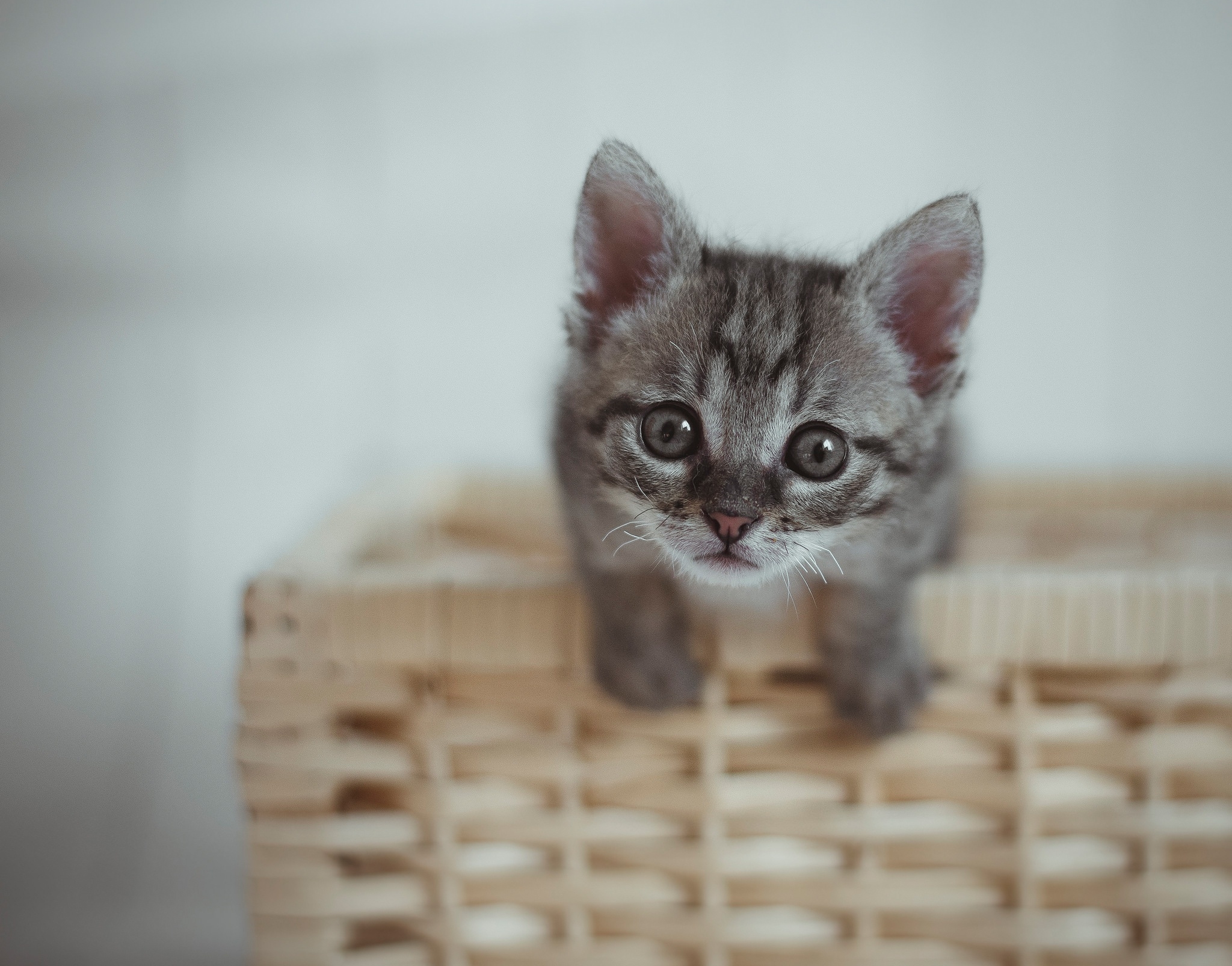 Free download wallpaper Cats, Cat, Kitten, Animal, Baby Animal, Stare on your PC desktop