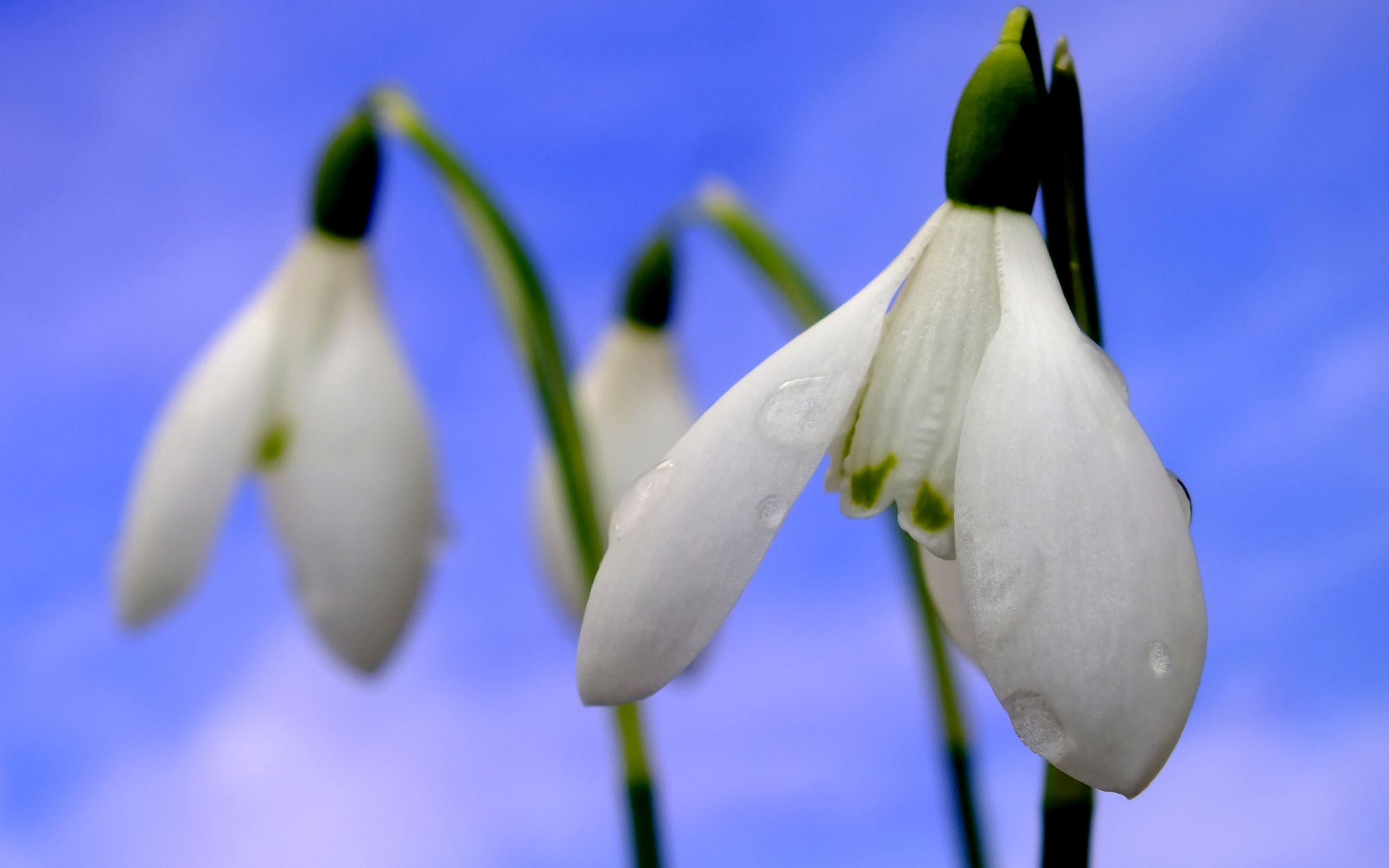 Baixe gratuitamente a imagem Flores, Flor, Terra/natureza, Campânula Branca na área de trabalho do seu PC