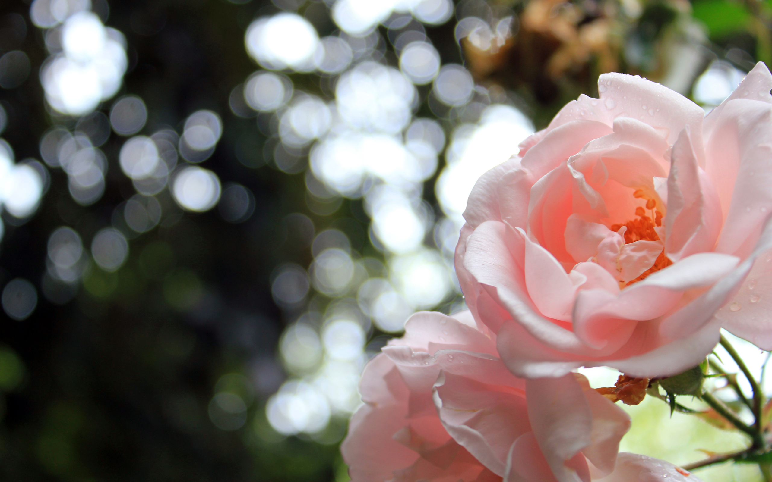 Descarga gratuita de fondo de pantalla para móvil de Bokeh, Flores, Flor, Rosa, Tierra/naturaleza.