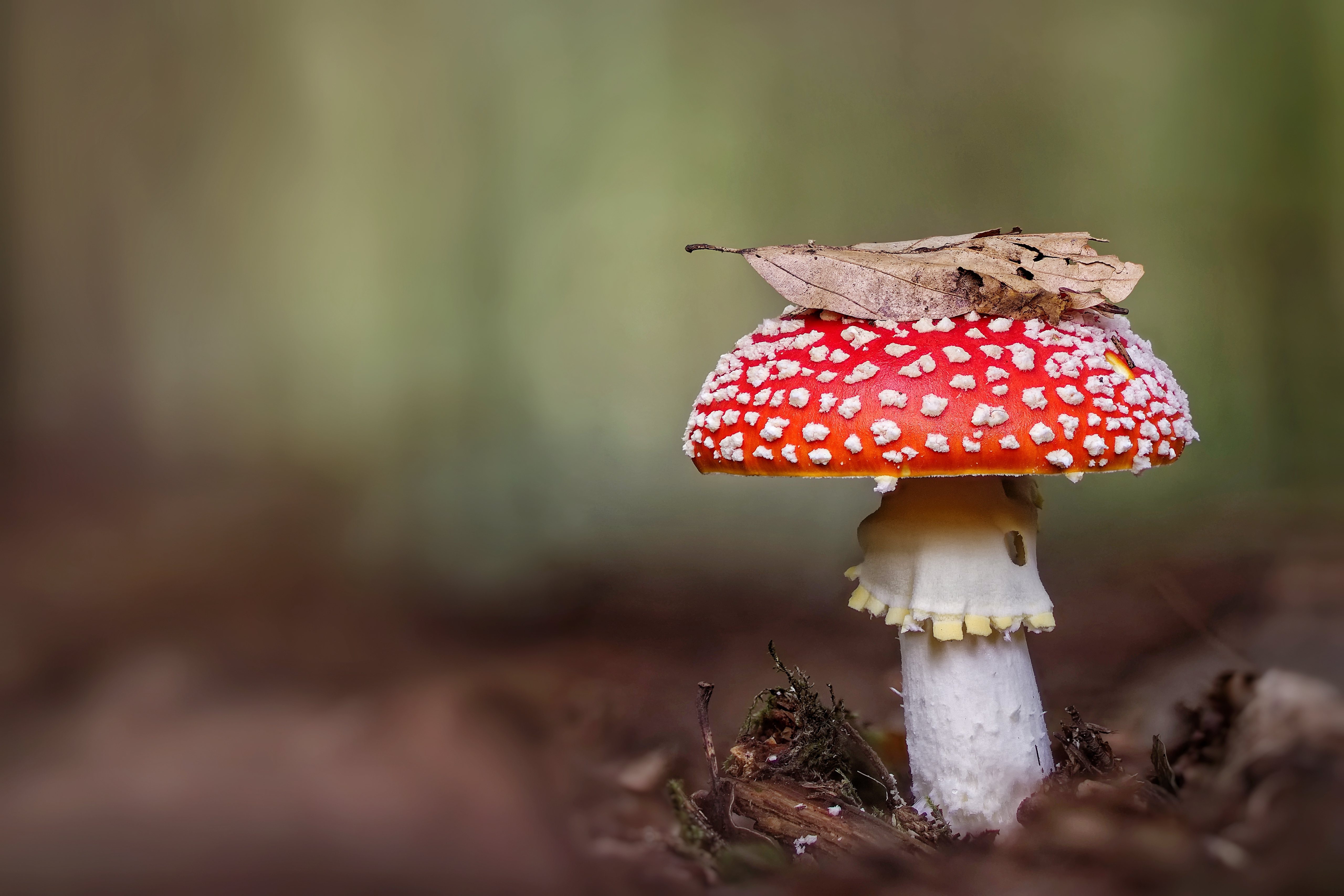 Free download wallpaper Nature, Close Up, Fall, Earth, Mushroom on your PC desktop