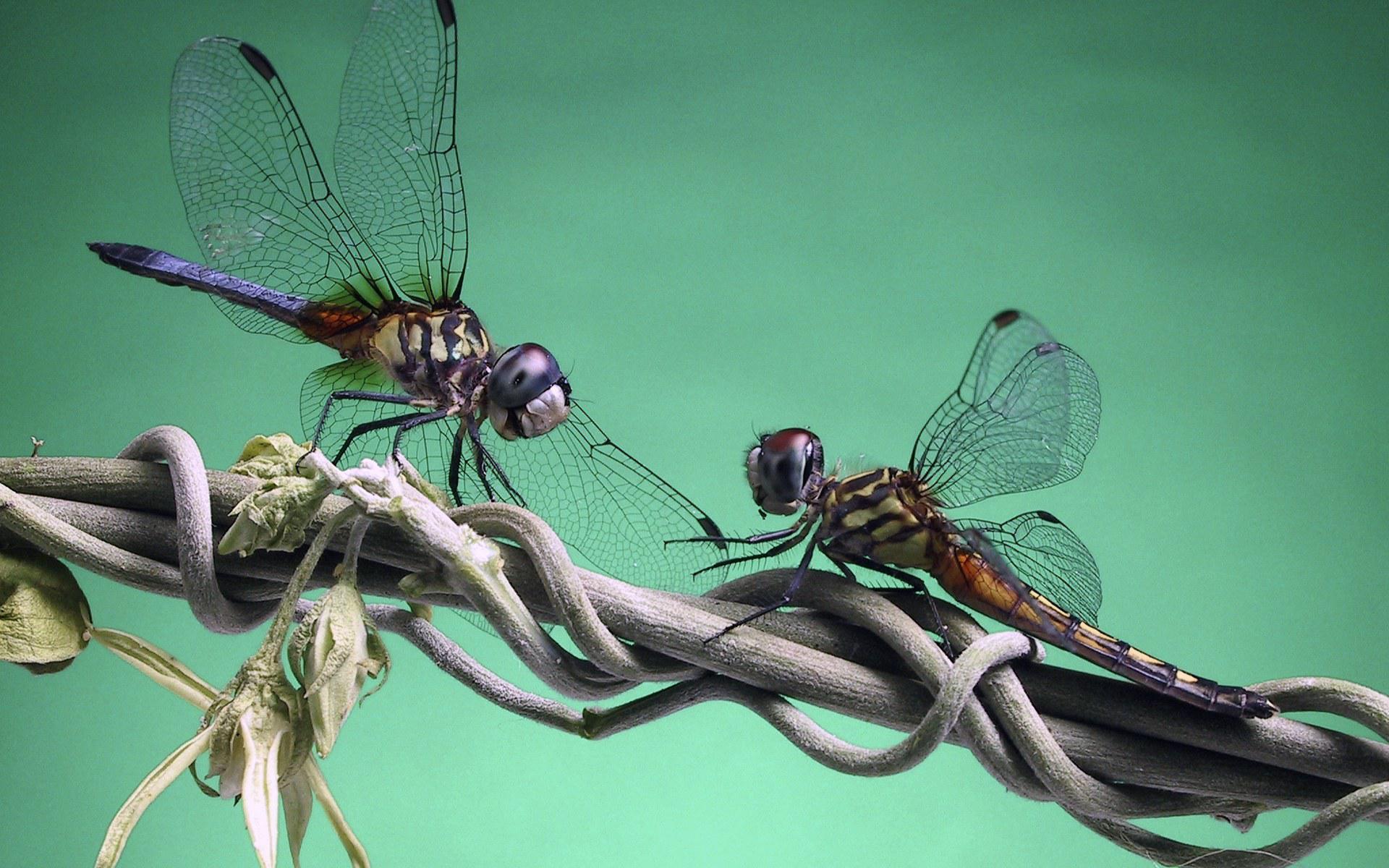 Téléchargez des papiers peints mobile Libellule, Insectes, Animaux gratuitement.