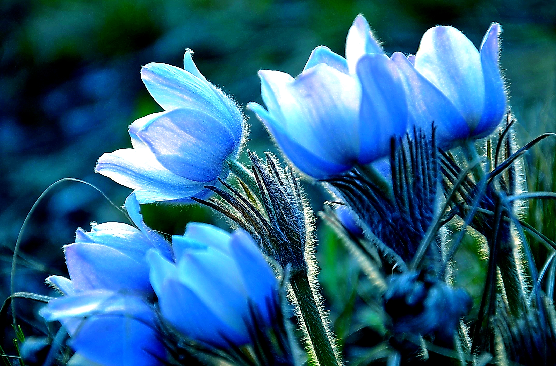 Download mobile wallpaper Flowers, Flower, Close Up, Earth, Blue Flower for free.