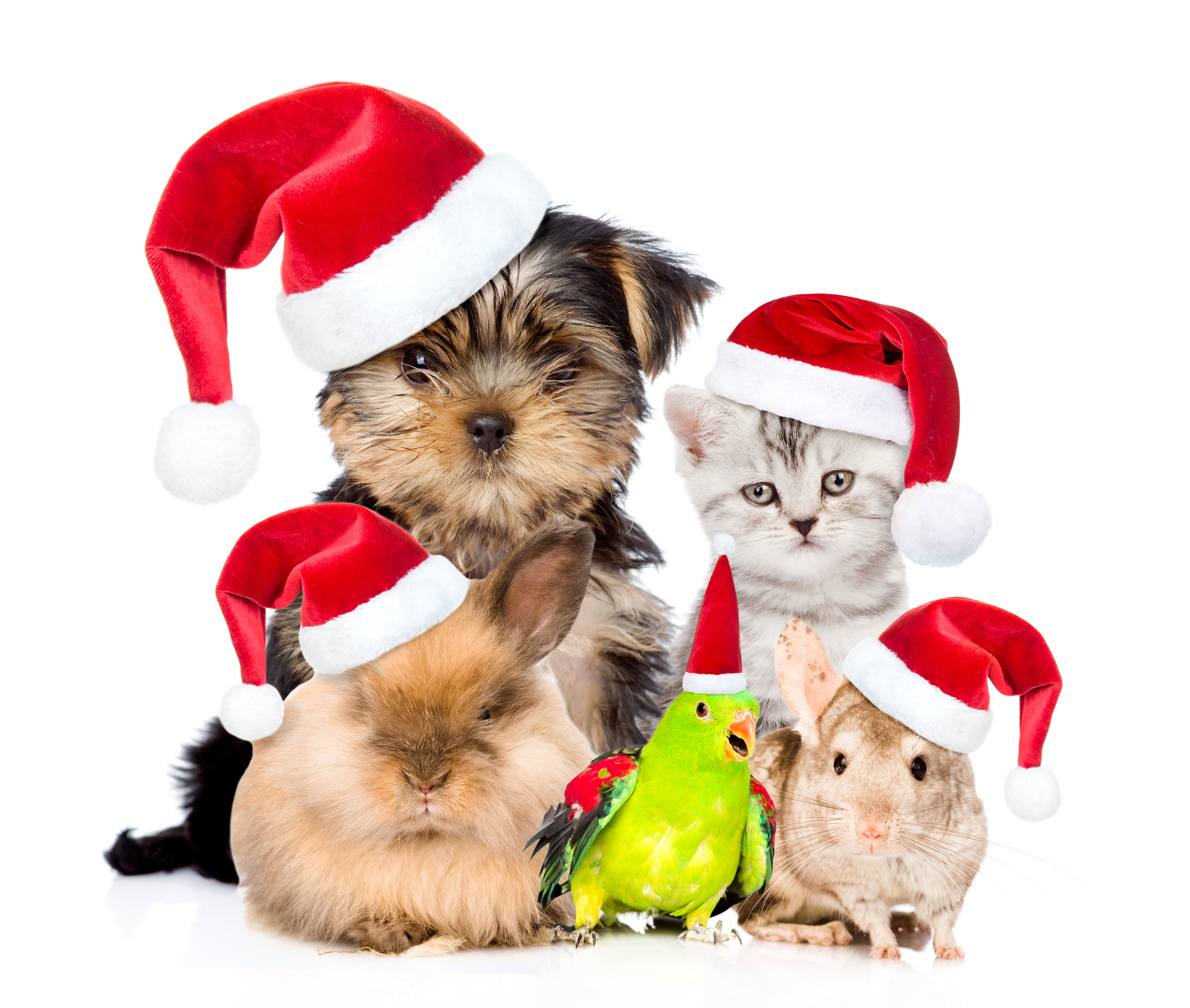 802183画像をダウンロード動物, ペット, 鳥, クリスマス, モルモット, ハムスター, 子猫, オウム, 子犬, サンタハット-壁紙とスクリーンセーバーを無料で