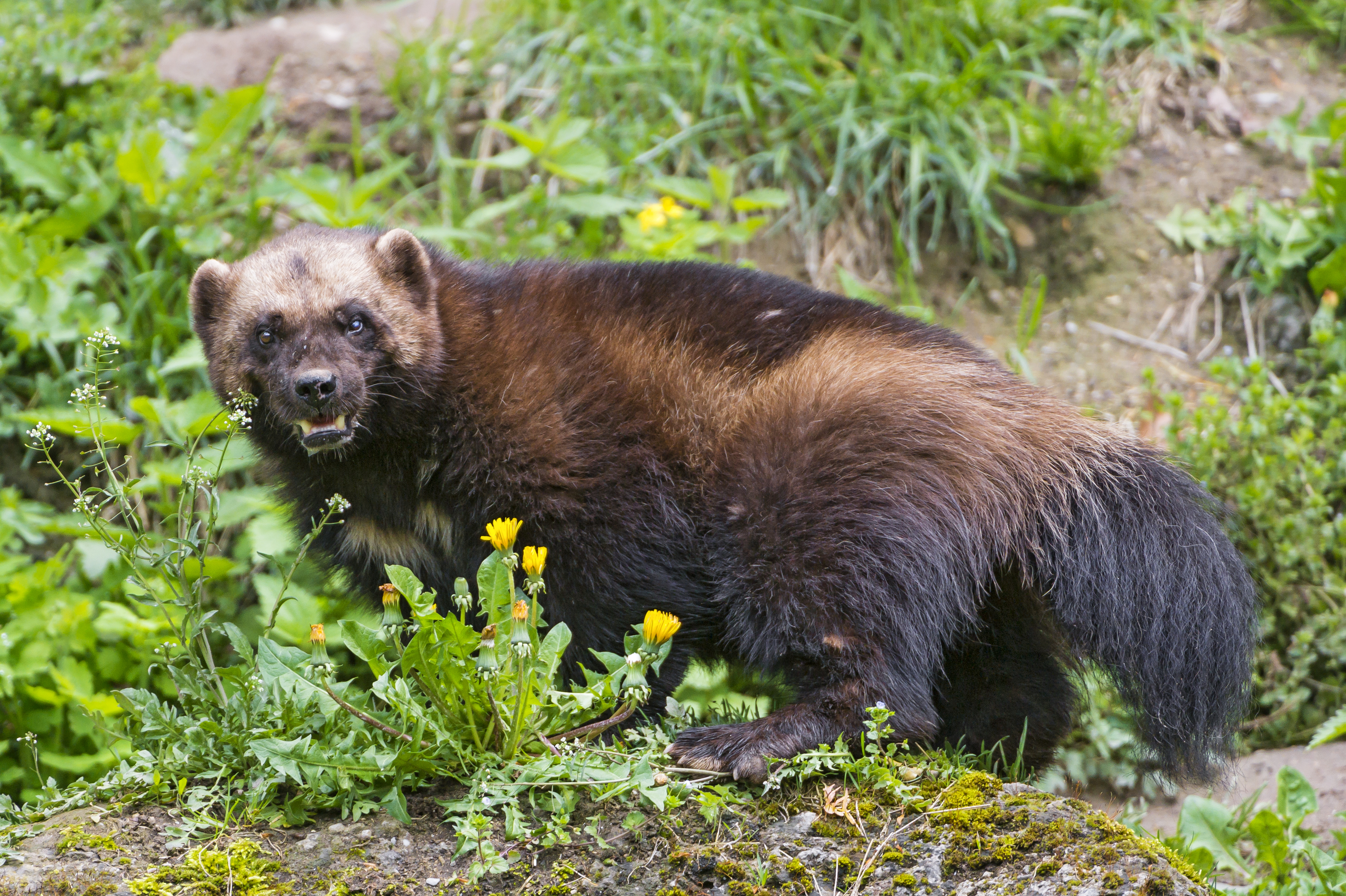 Free download wallpaper Animal, Wolverine on your PC desktop