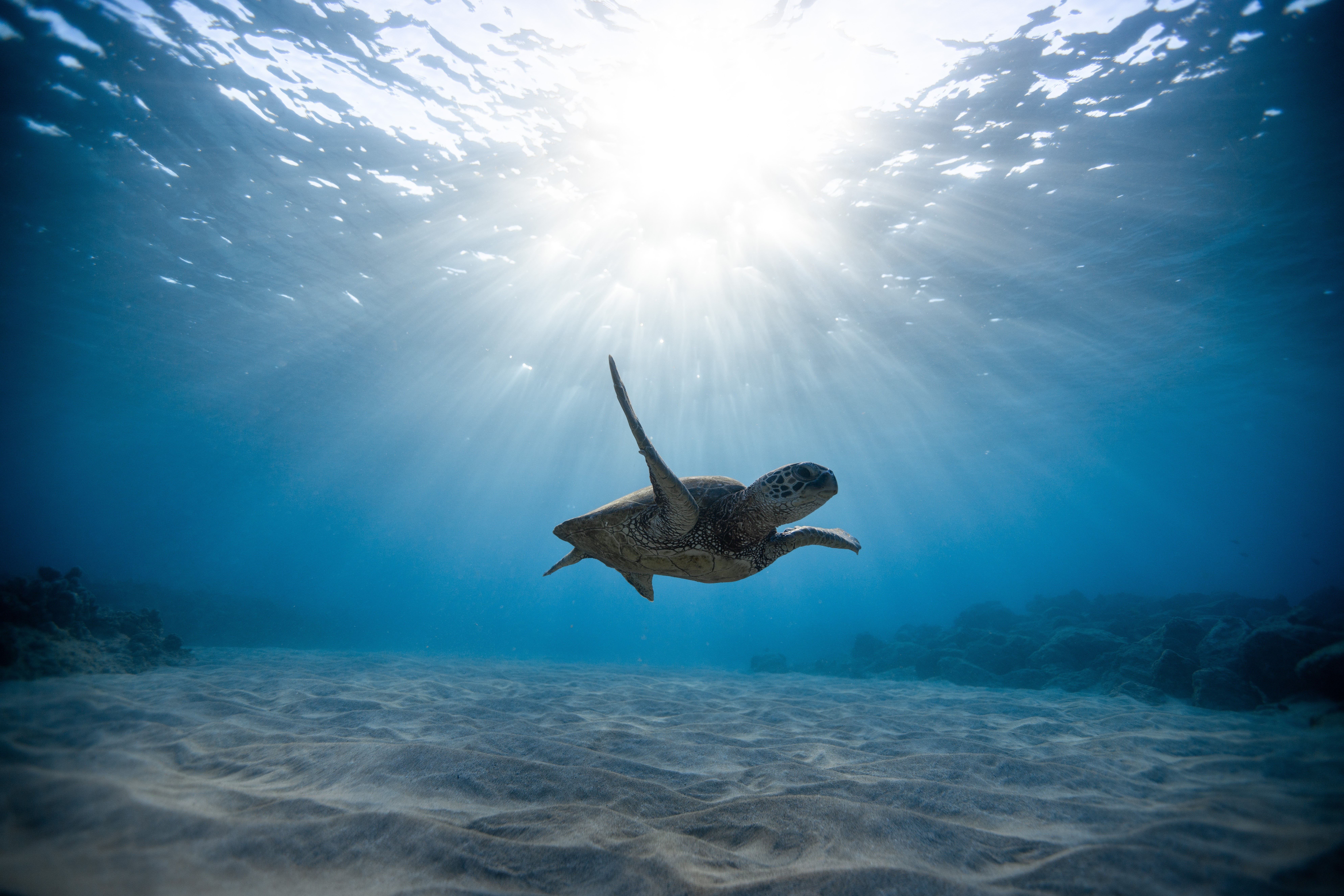 Download mobile wallpaper Turtles, Animal, Underwater, Turtle, Sunbeam, Sea Life for free.
