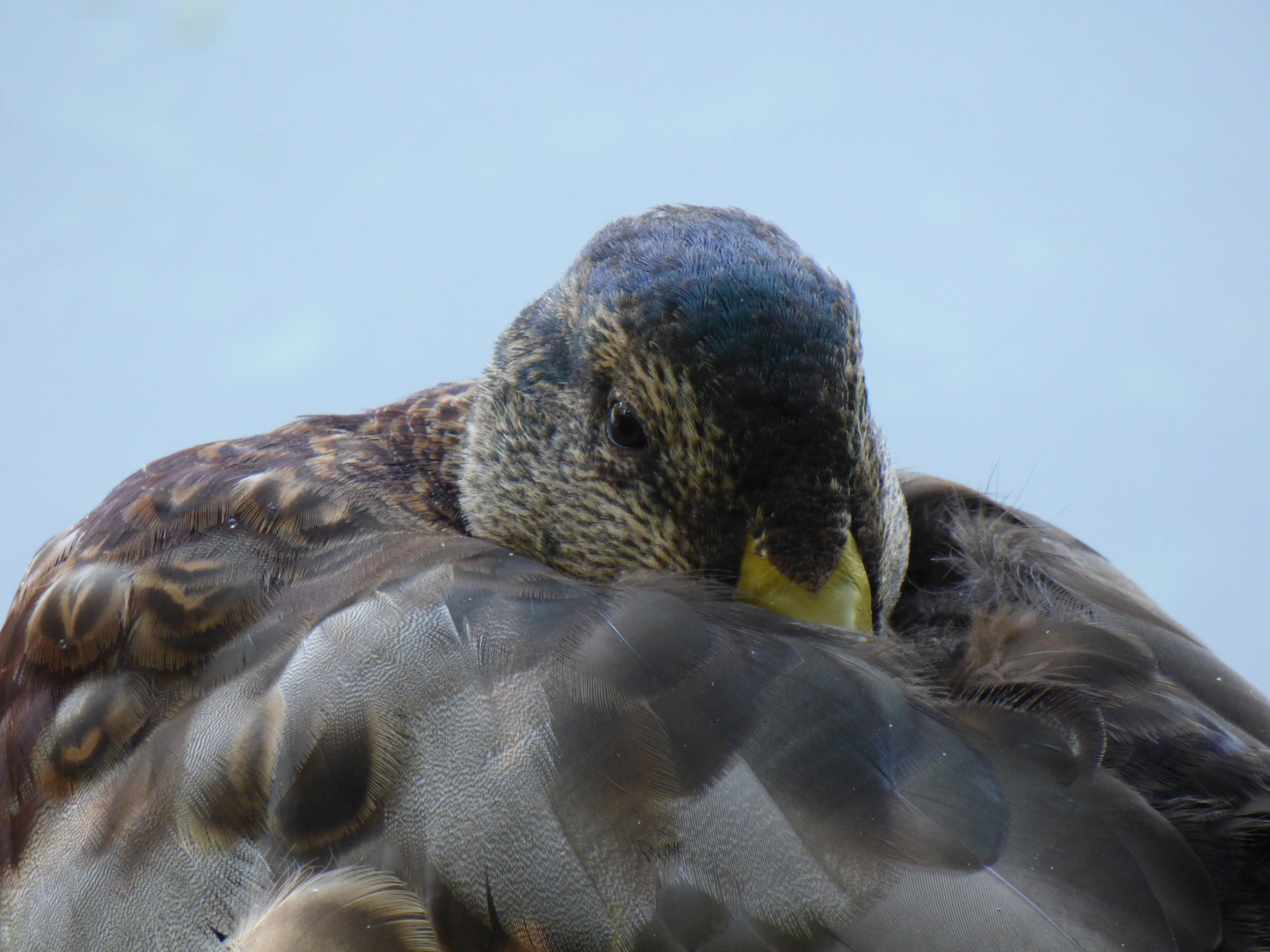 Descarga gratuita de fondo de pantalla para móvil de Pato, Aves, Animales.