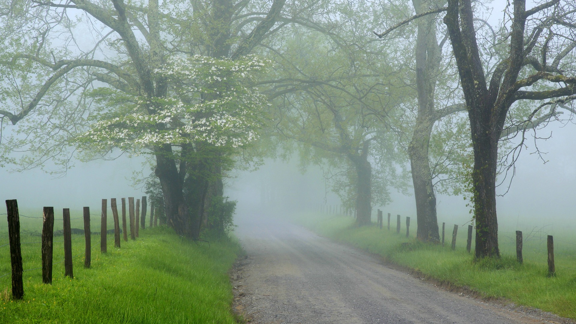 Laden Sie das Natur, Straße, Baum, Nebel, Zaun, Erde/natur-Bild kostenlos auf Ihren PC-Desktop herunter