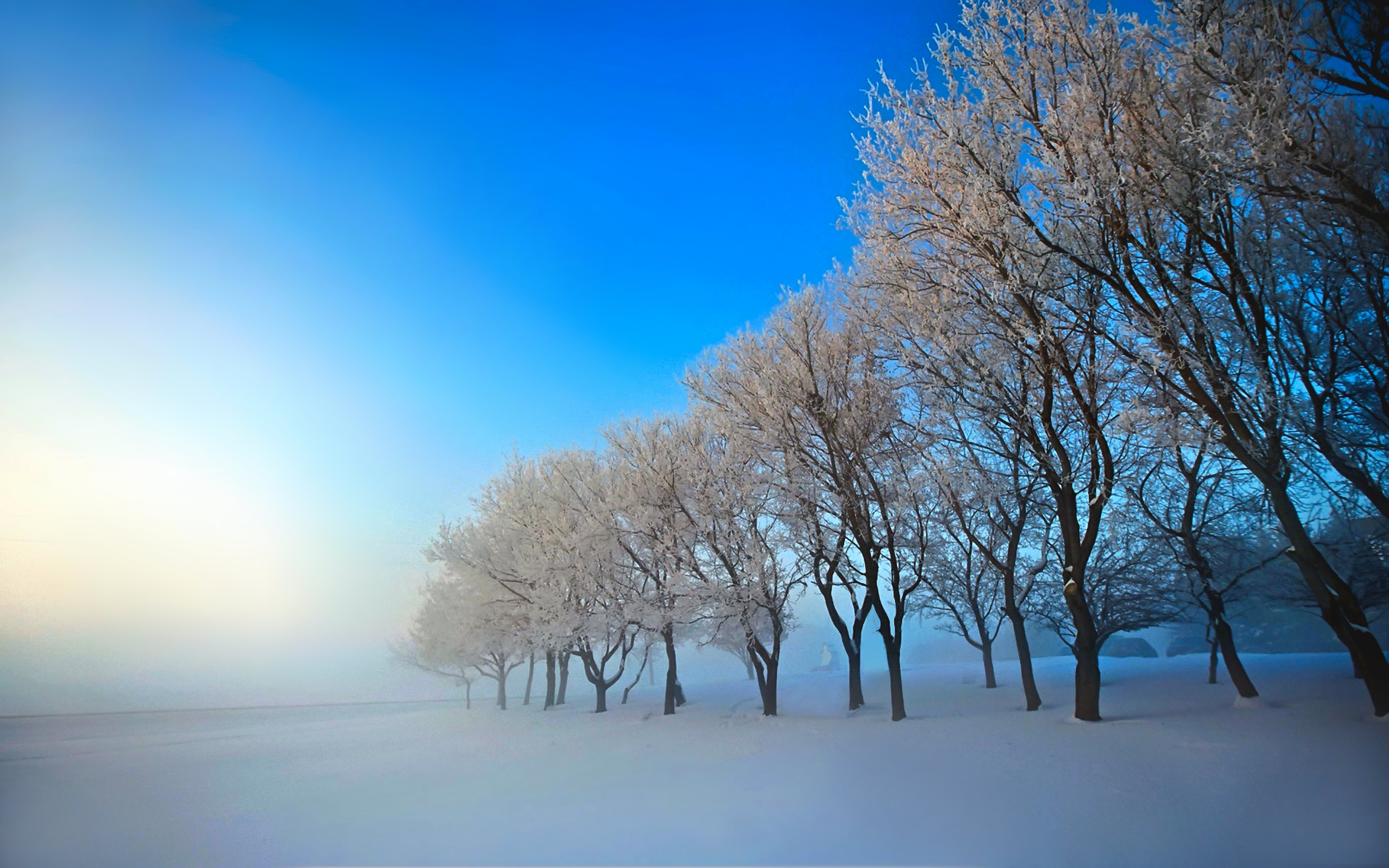 1483790 descargar imagen tierra/naturaleza, invierno, naturaleza, escénico, árbol: fondos de pantalla y protectores de pantalla gratis