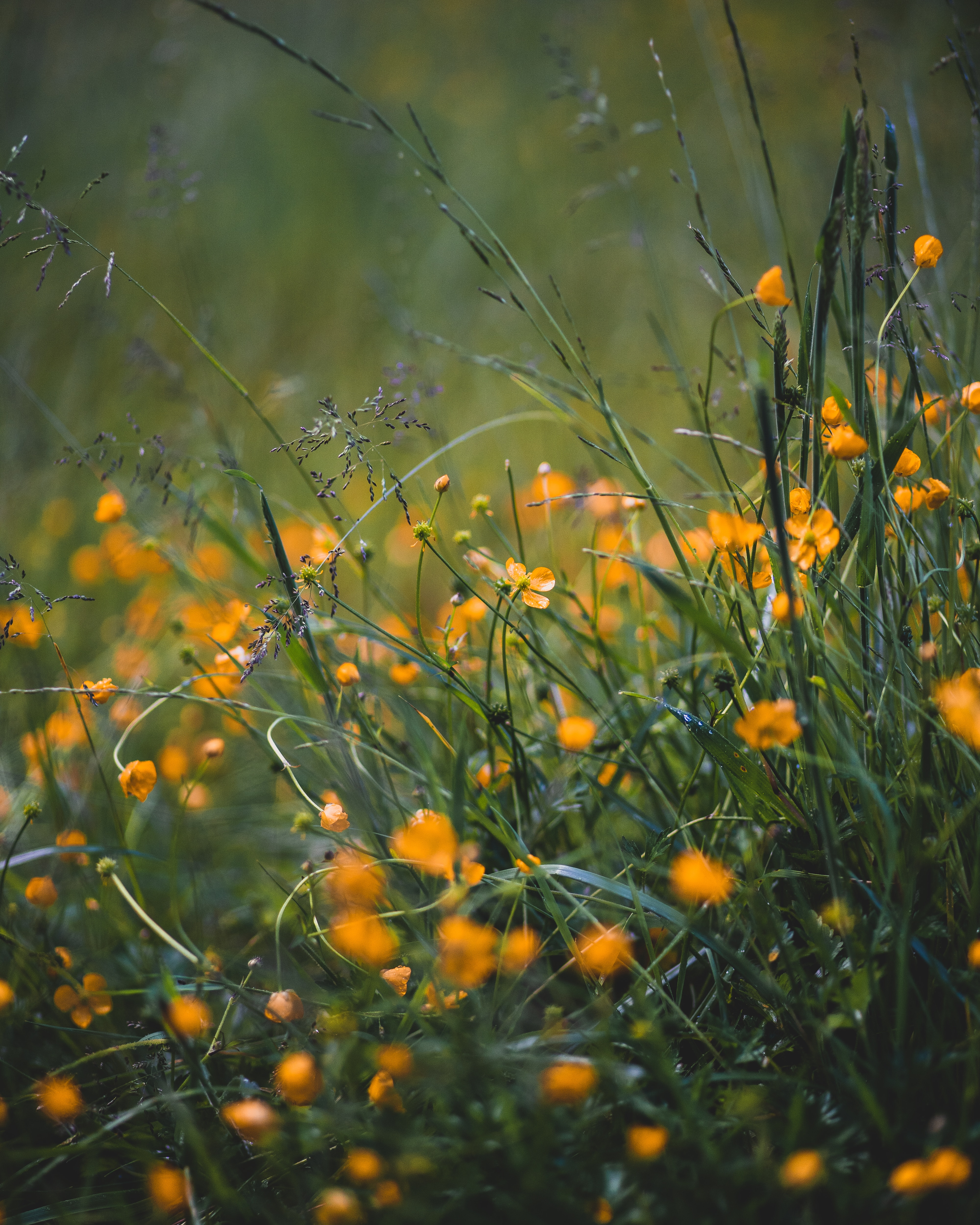 Laden Sie das Grass, Makro, Wild, Blumen, Feld-Bild kostenlos auf Ihren PC-Desktop herunter